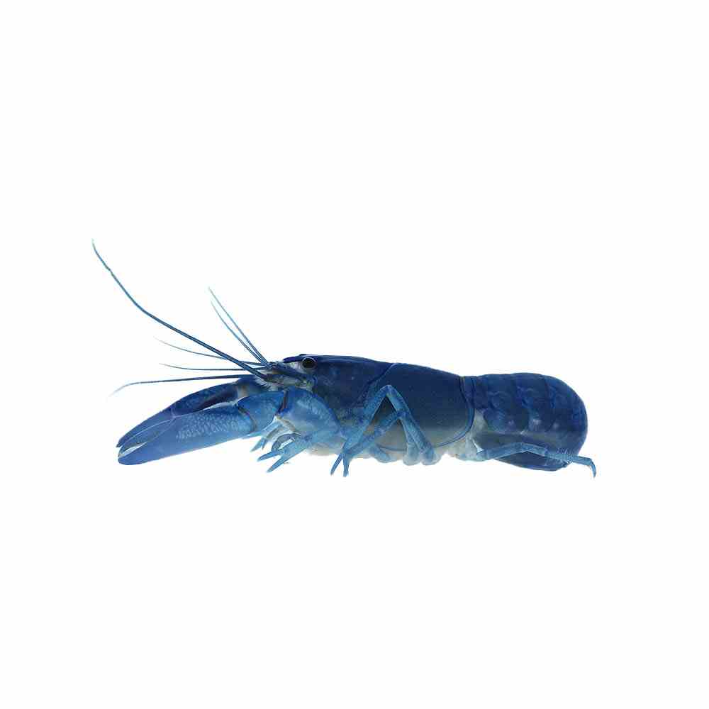 Yabby Electric Blue (7-9cm) (7cm)