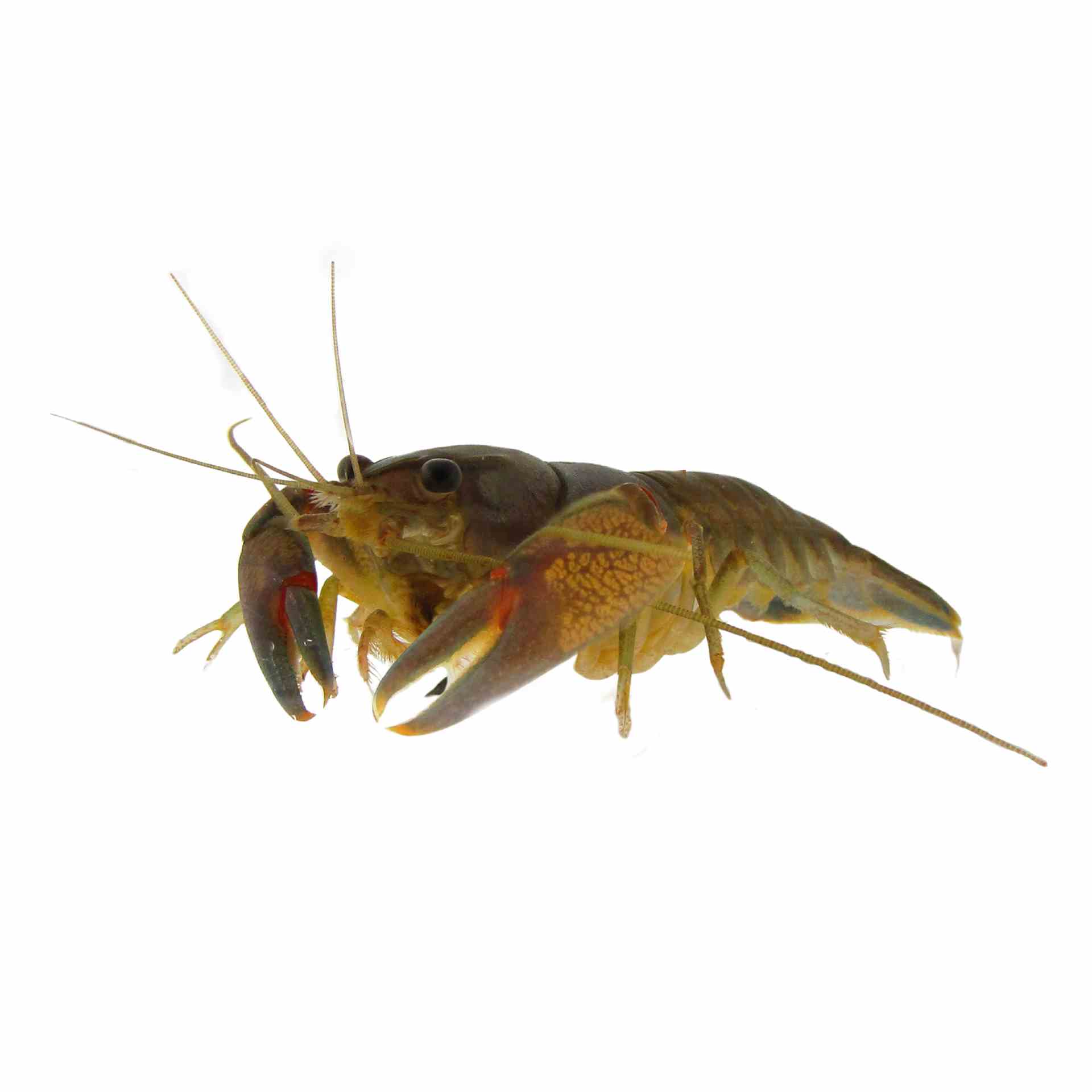 Yabby (4-7cm) (5cm)