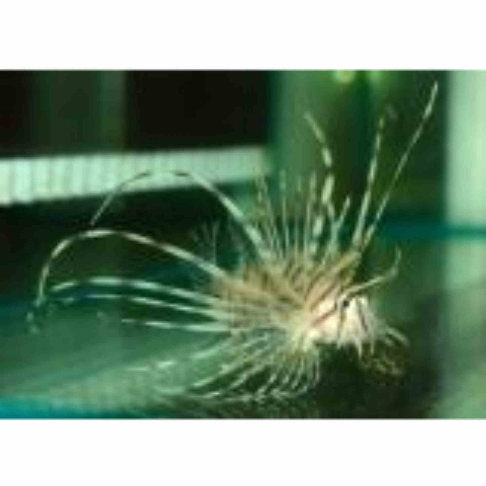 Lionfish - Volitan Haz (LGE)