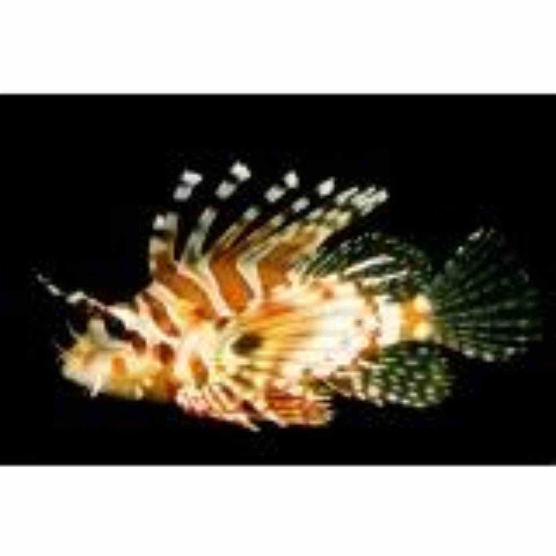 Lionfish - Zebra Haz (SML)