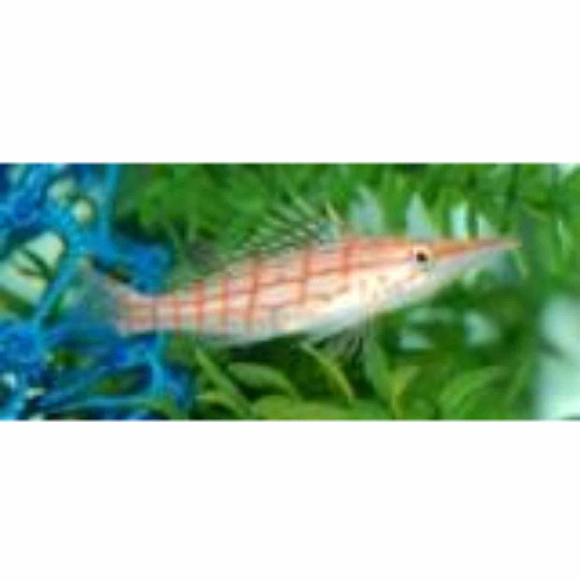 Hawkfish - Longnose (MED)
