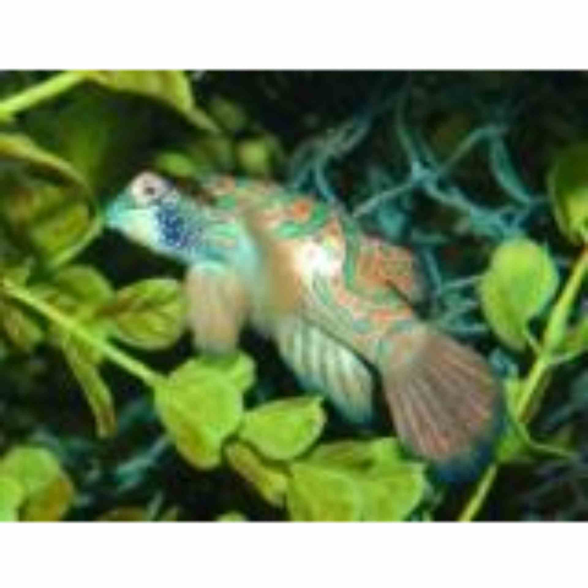 Mandarin Fish (MED)