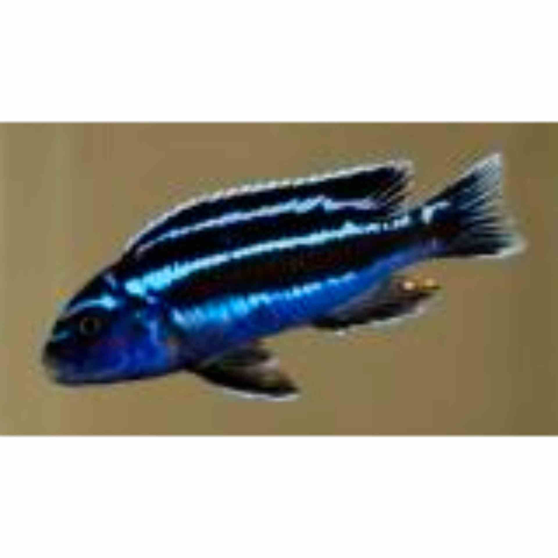 Melanochromis Maingano (3-4cm) (4cm)