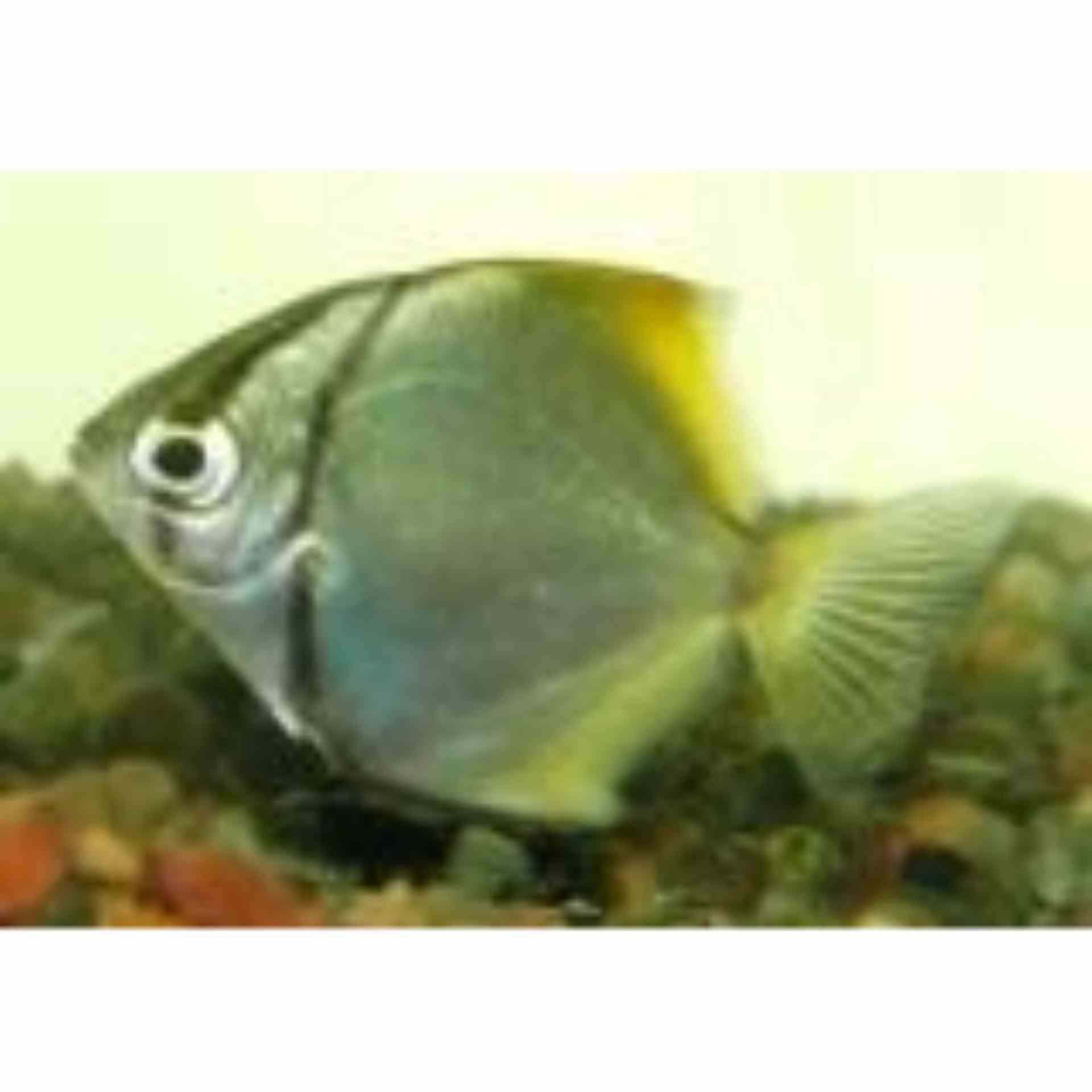 Mono Argent - Brackish (4cm)