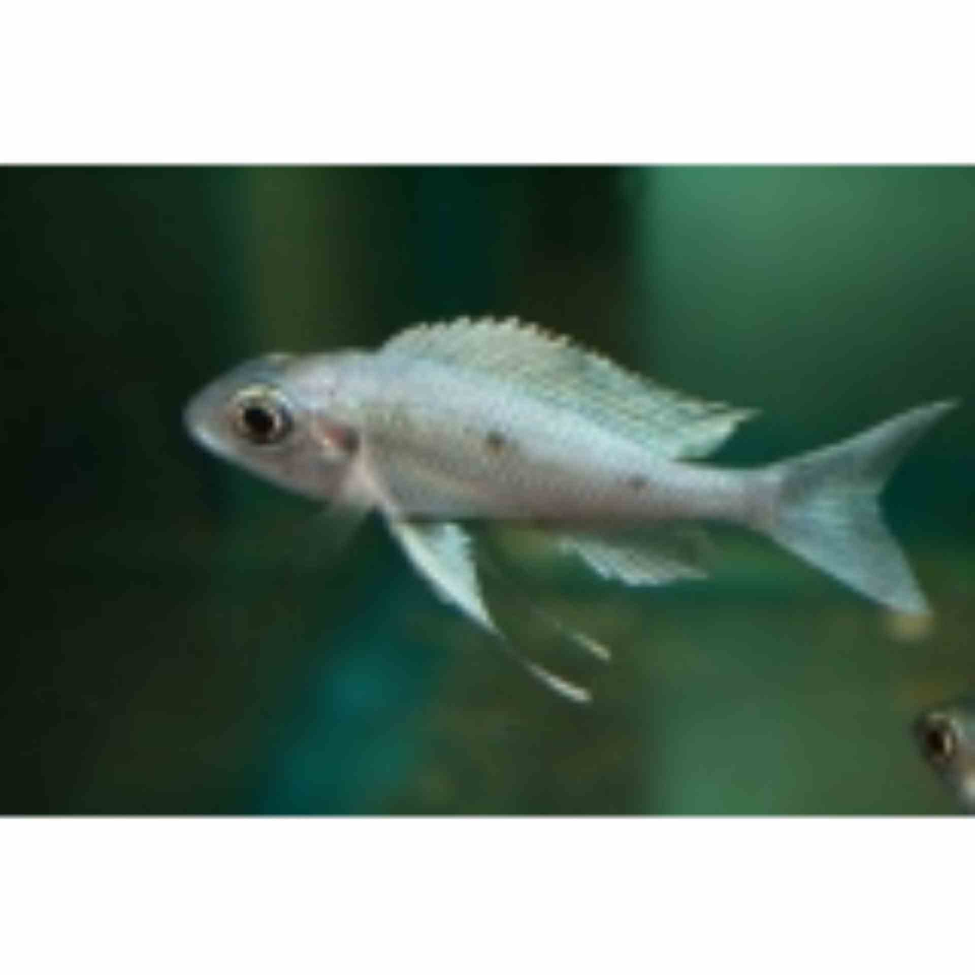 Ophthalmotilapia Ventralis (4cm)