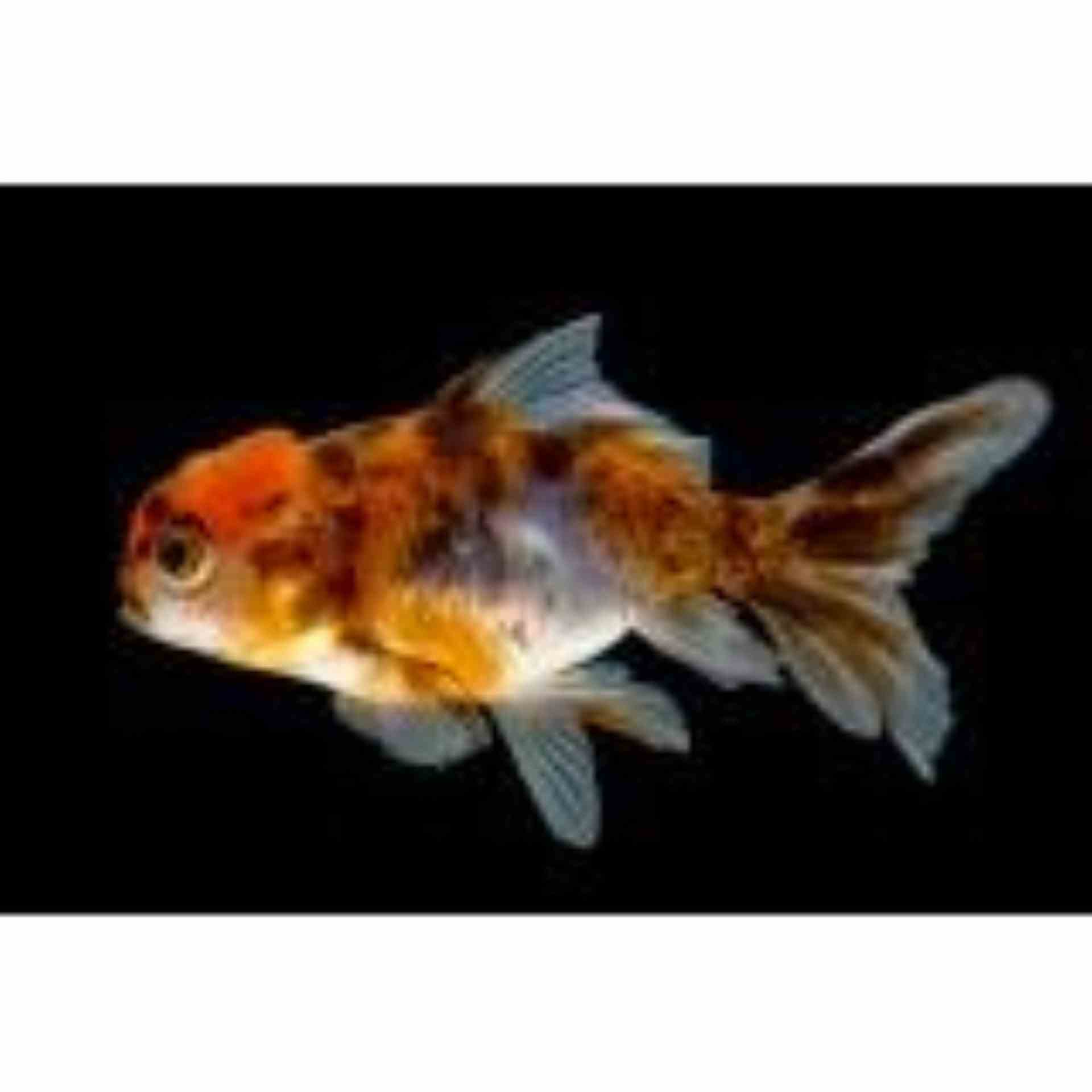 Oranda Calico (5cm)