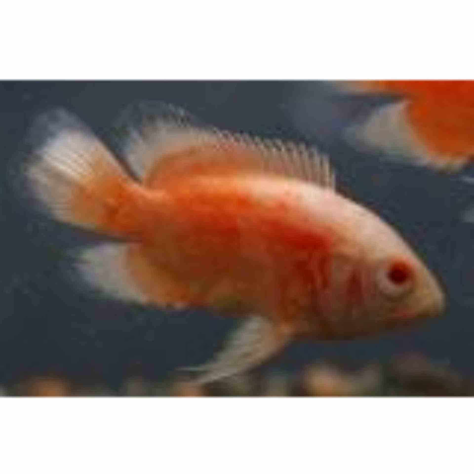 Albino Red Oscar (5cm)