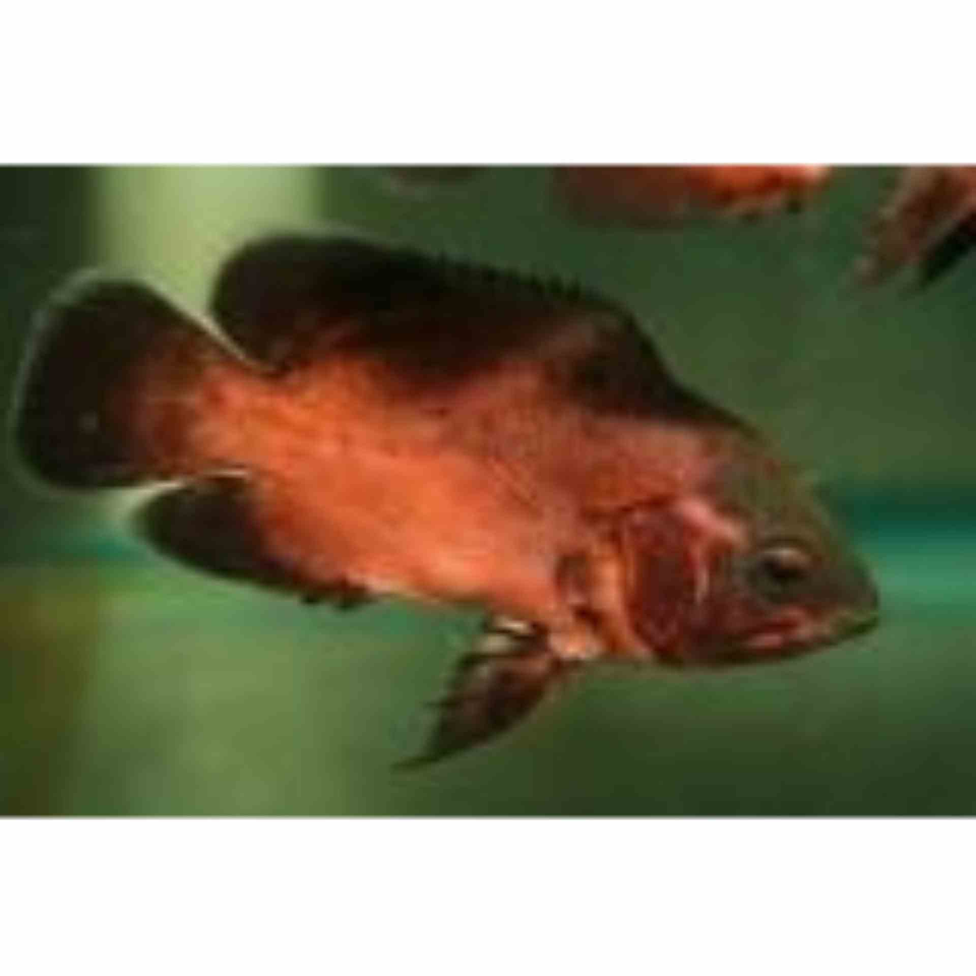 Red Oscar (5cm)