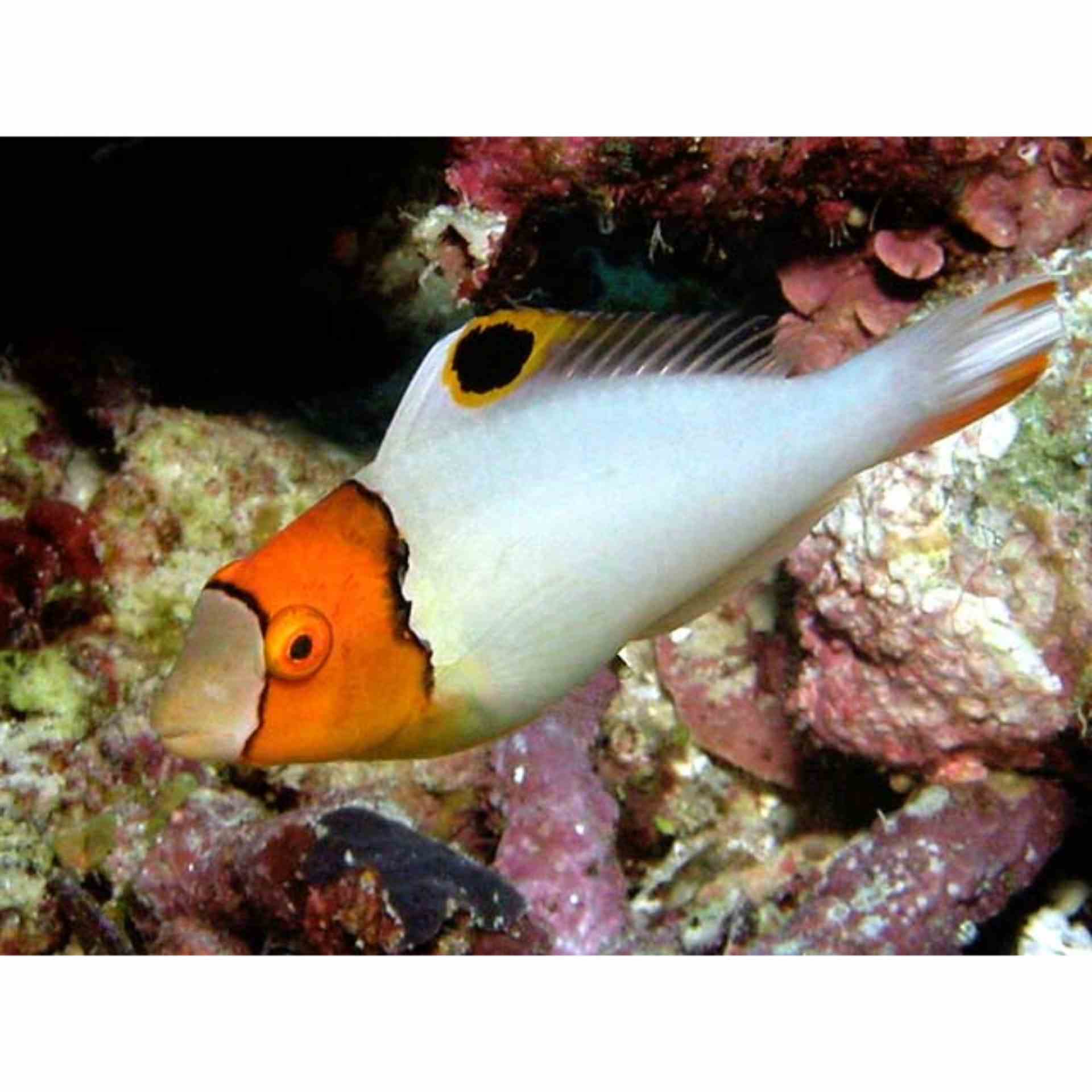 Parrotfish - Bicolor (MED)