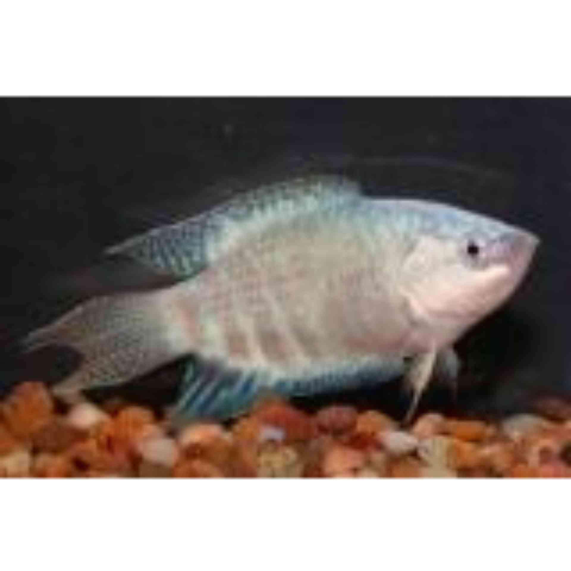 Blue Paradise Fish (4cm)
