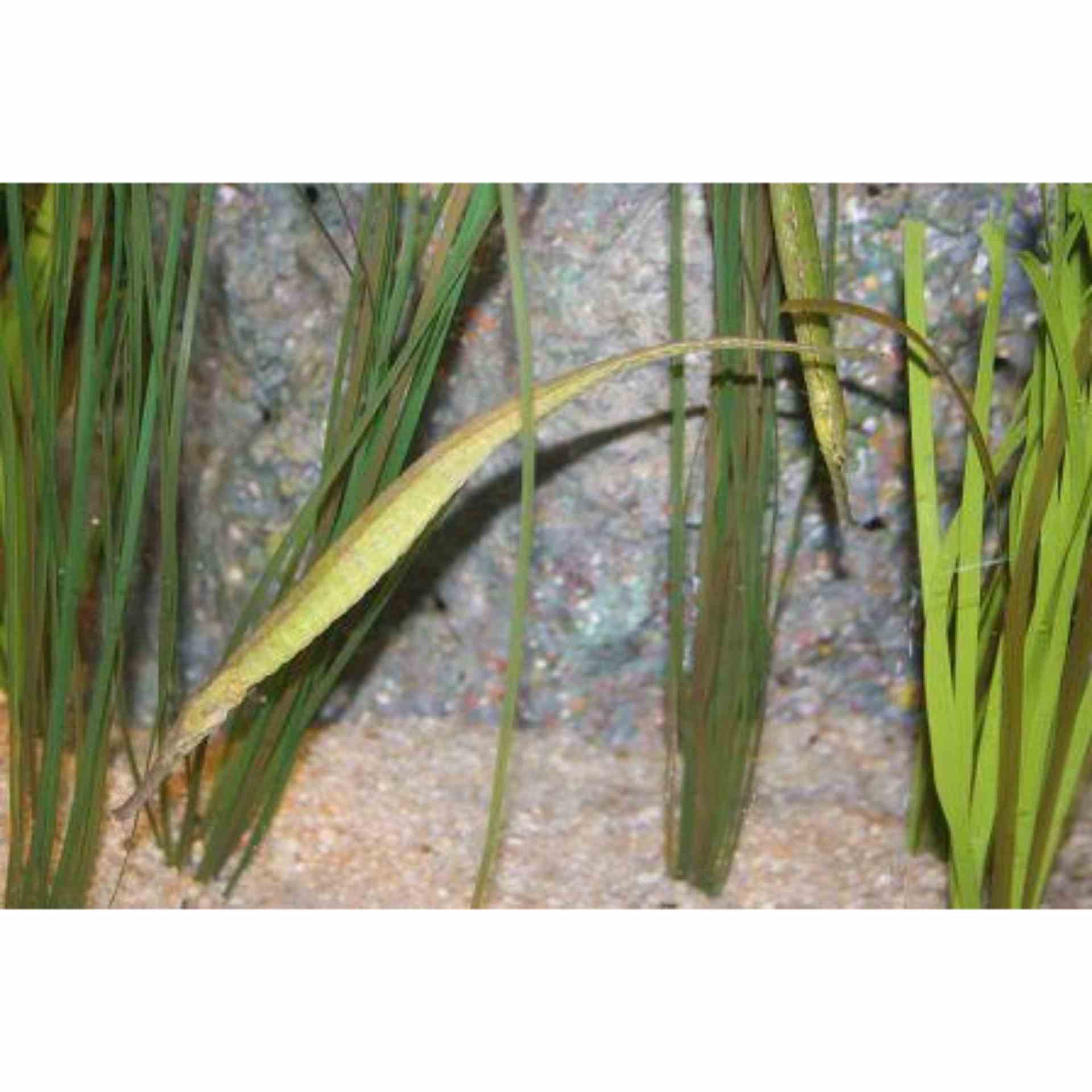 Pipefish - Alligator (LGE)
