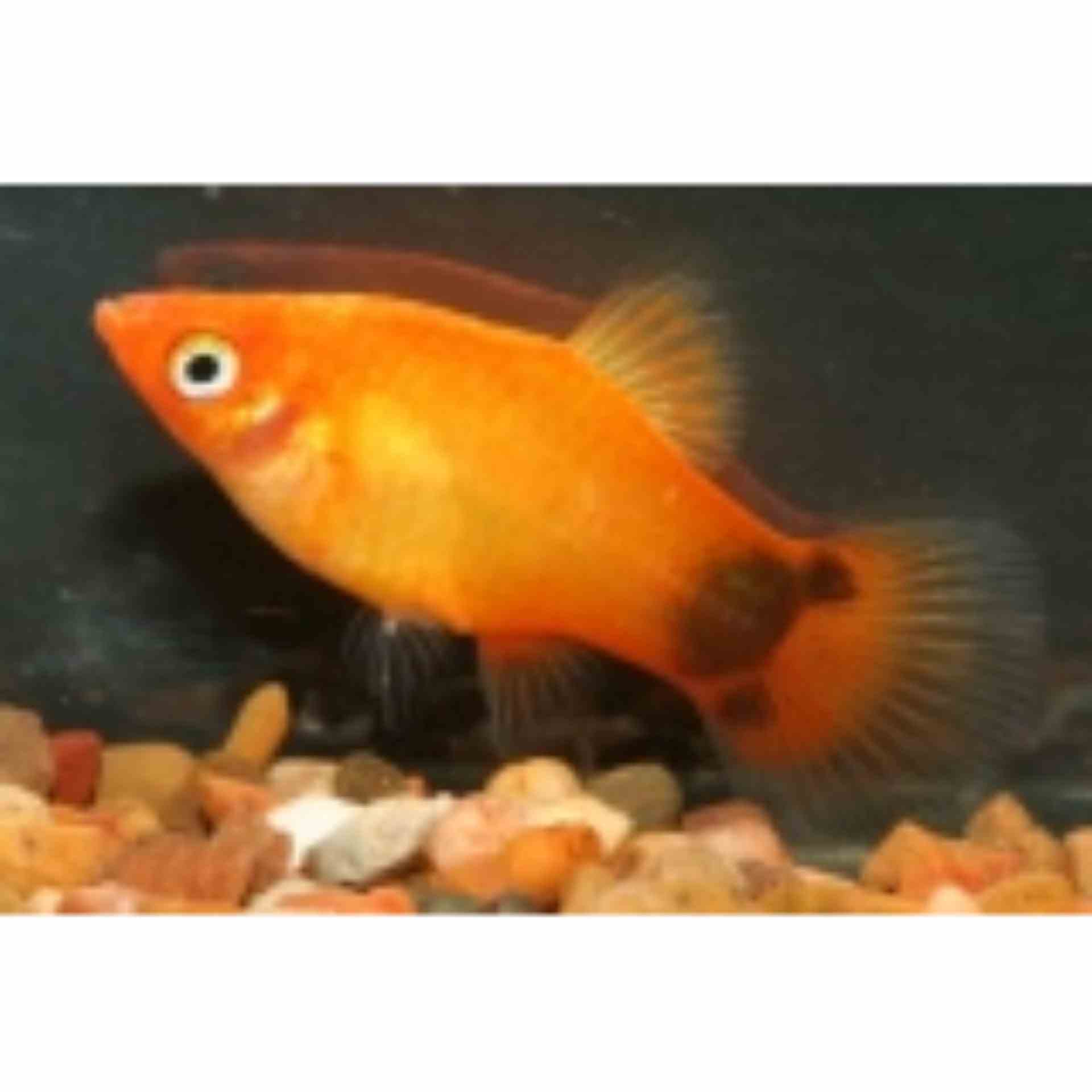 Mickey Mouse Neon Sunset Platy (4cm)