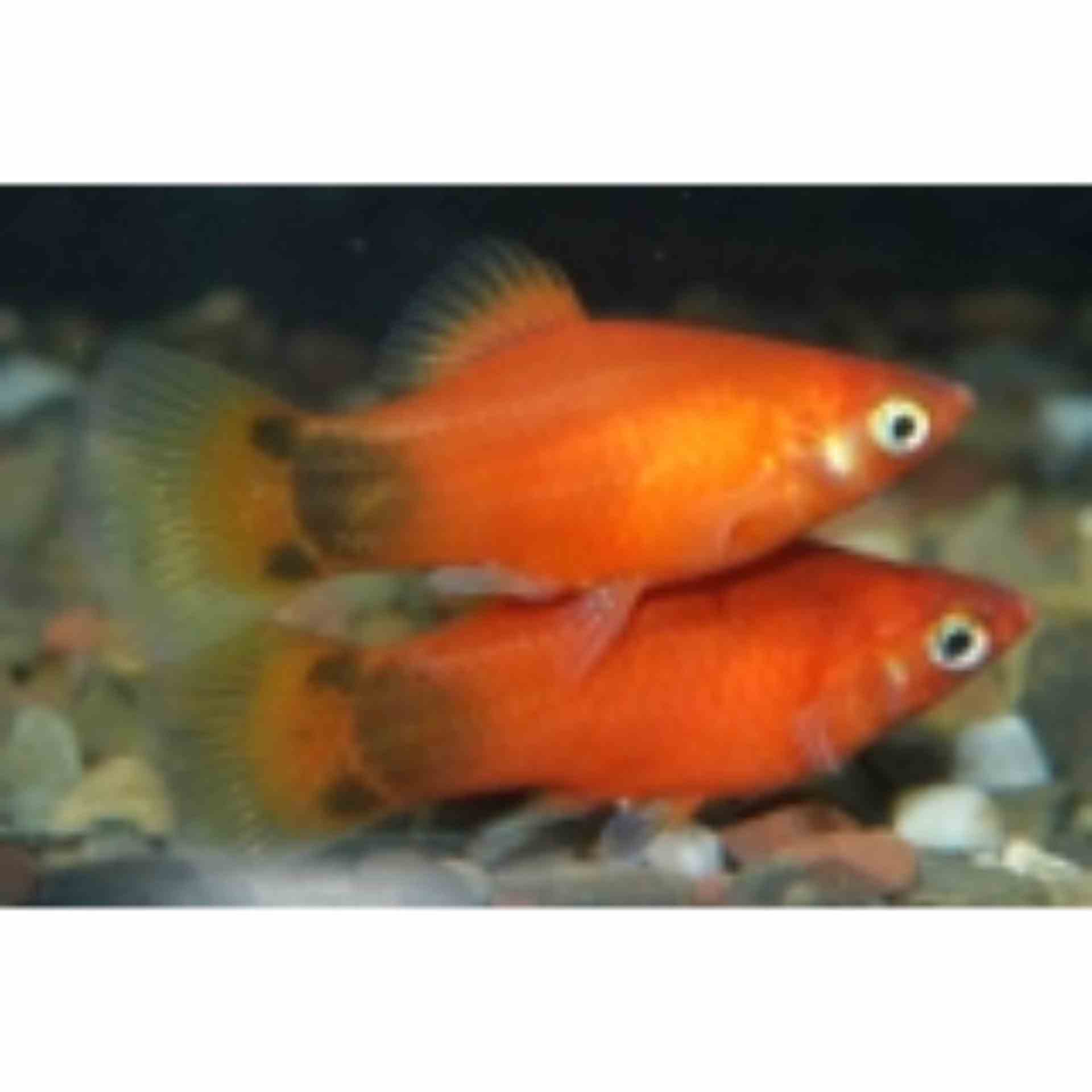 Mickey Mouse Red Platy (4cm)