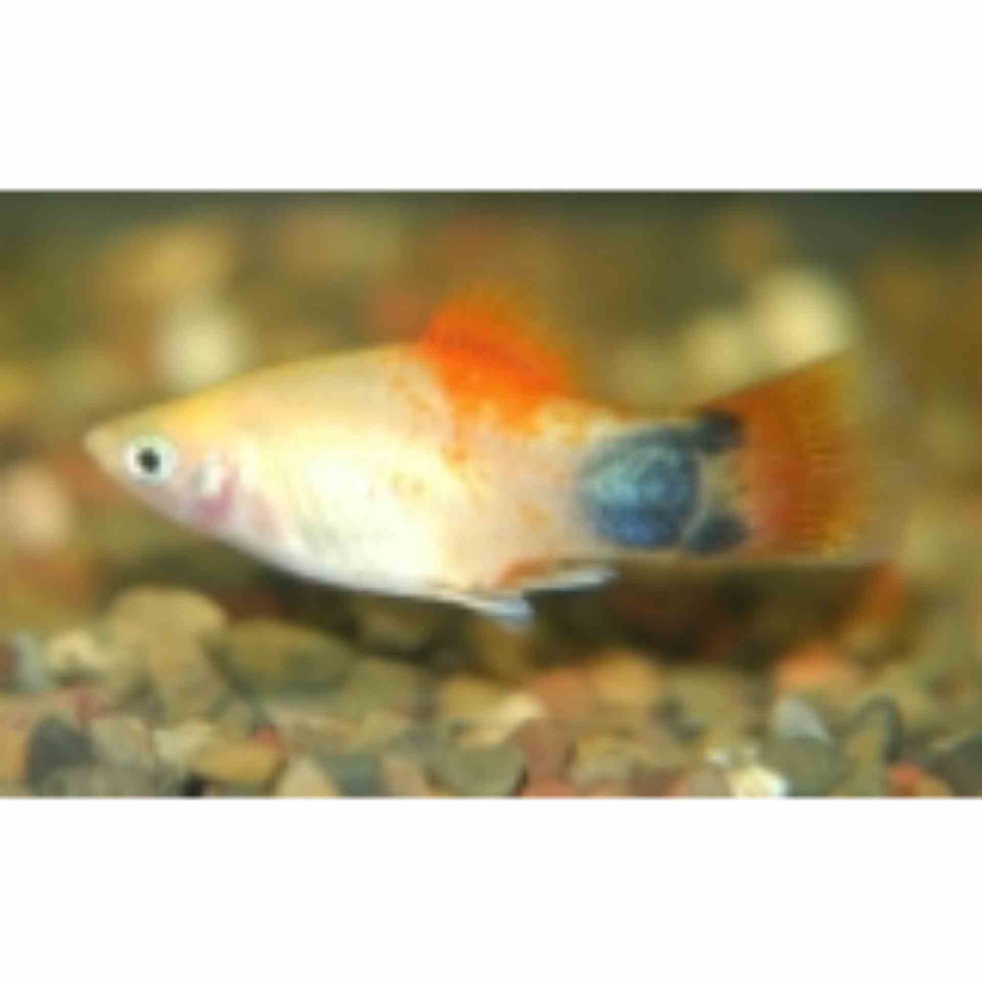 Mickey Mouse Sunset Platy (4cm)
