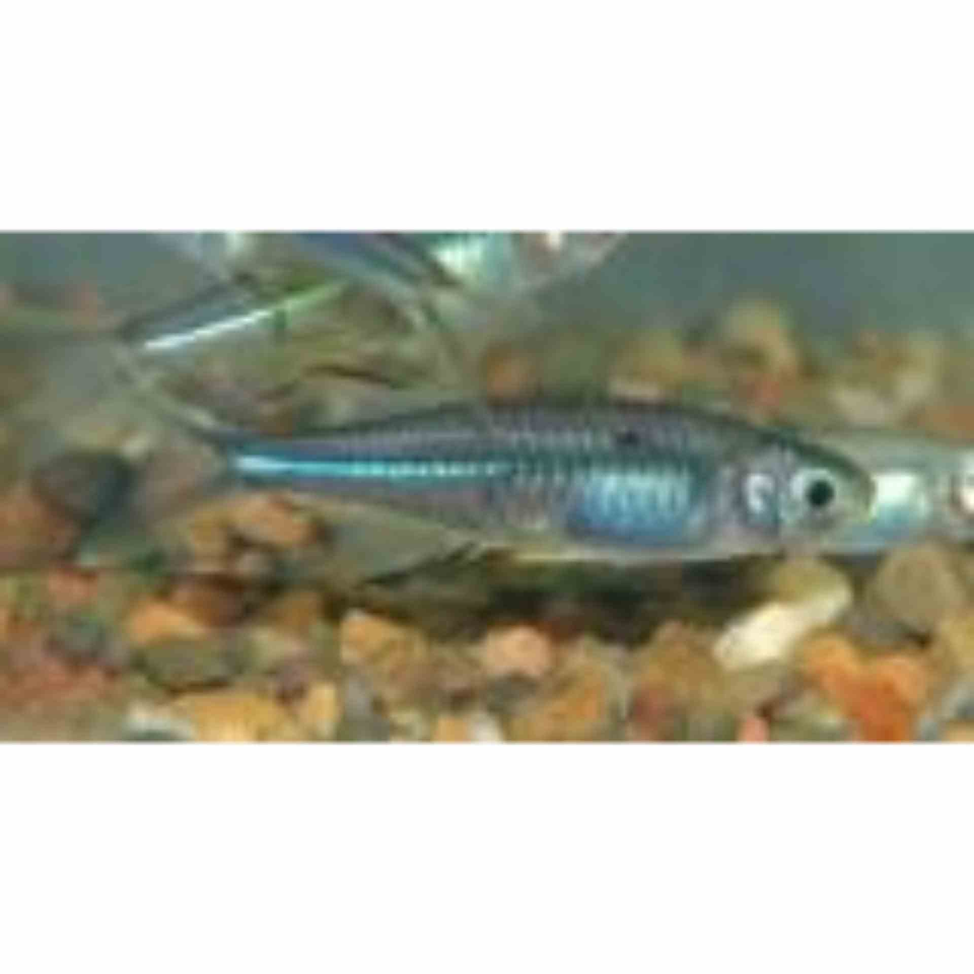 Celebes Rainbow (3cm)