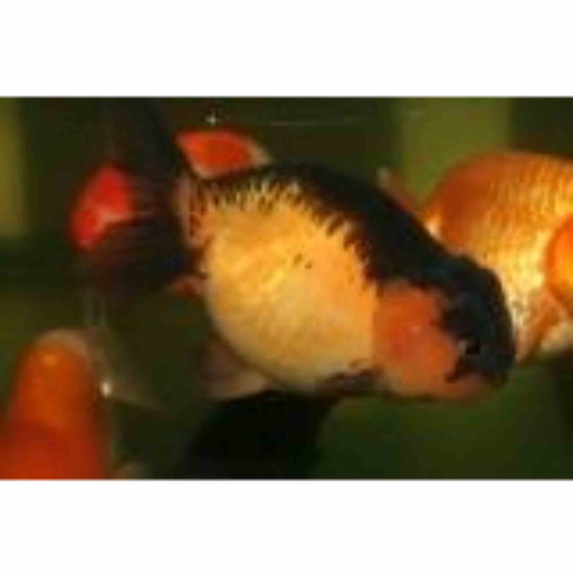 Ranchu Red (12cm)
