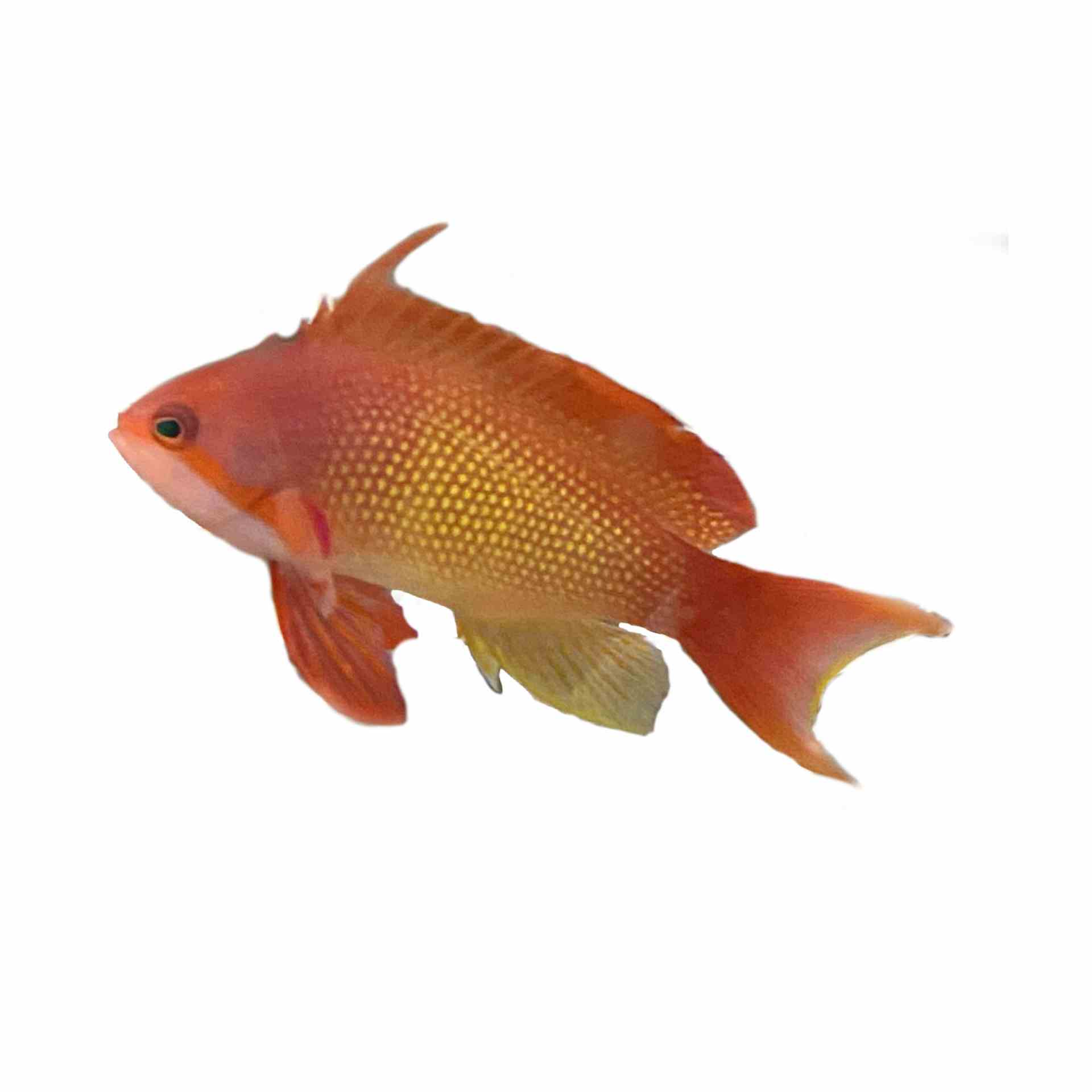Anthias - Lyretail Male (MED)