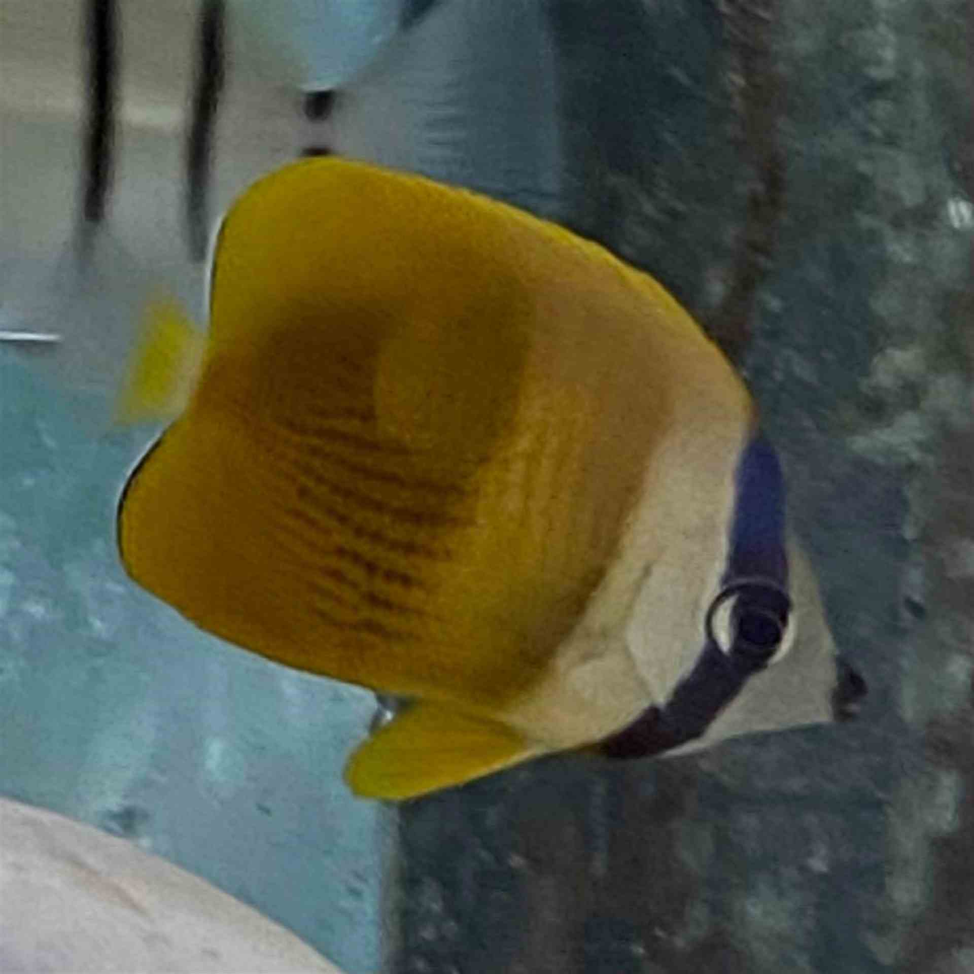 Butterflyfish - Klein's (MED)