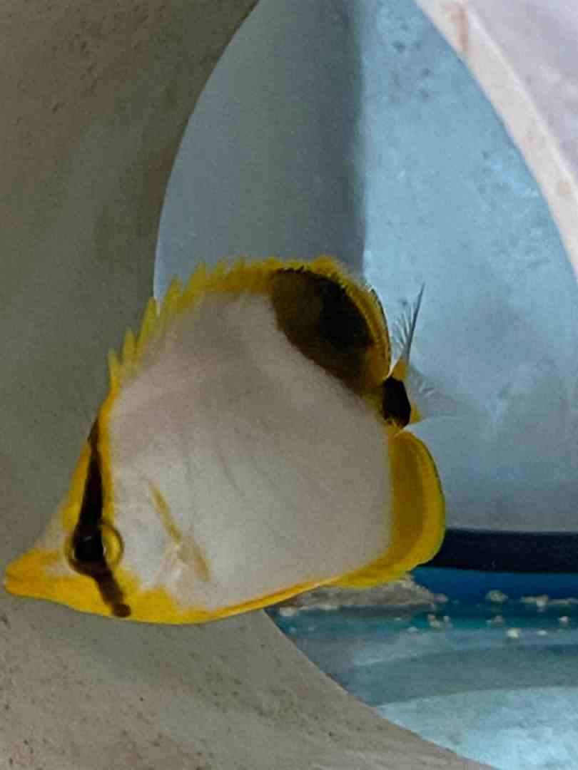 Butterflyfish - Goldhead (MED)