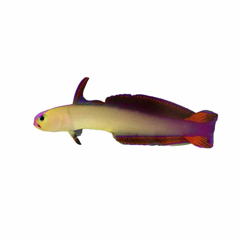 Goby - Purple Dartfish (MED)