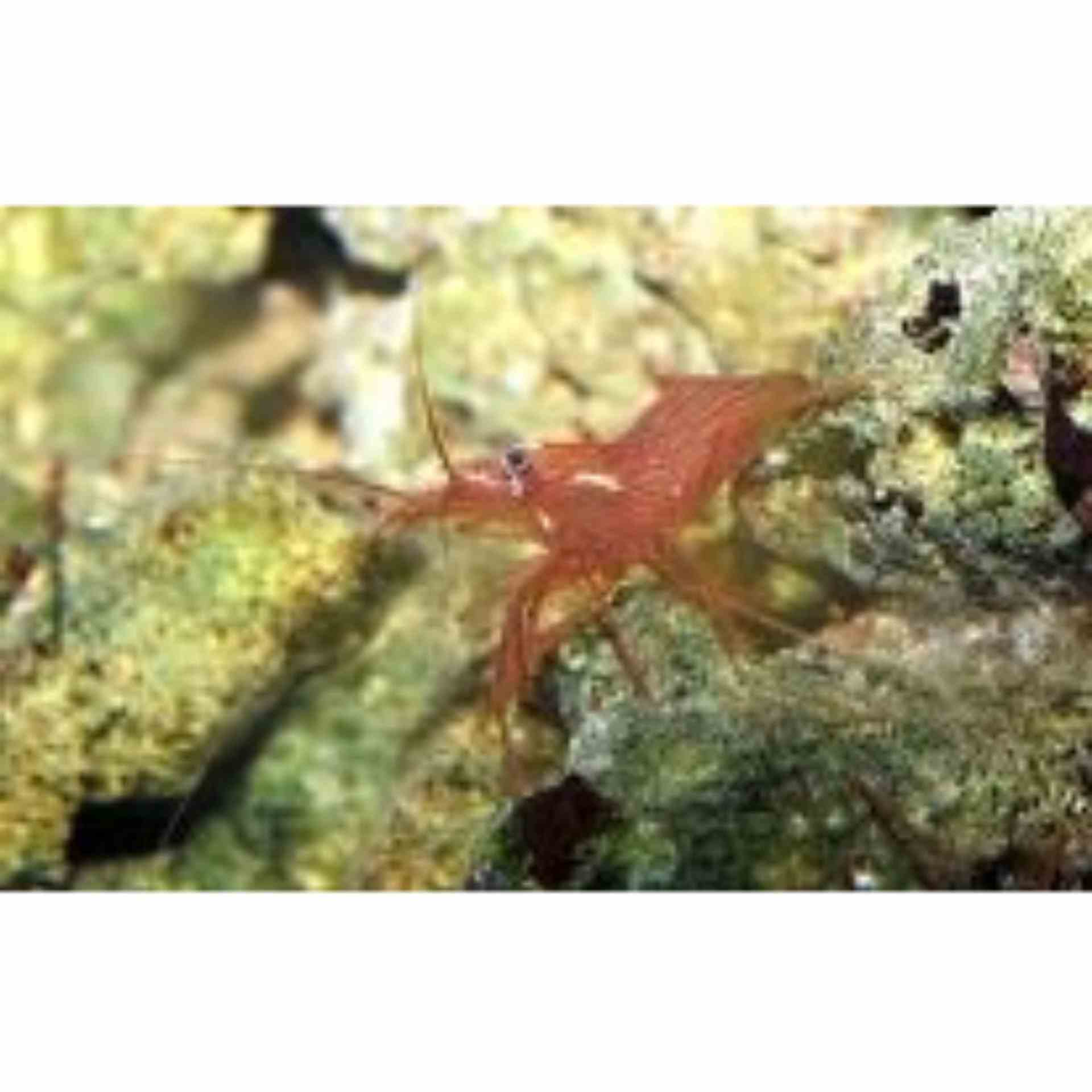 Shrimp - Peppermint Captive Bred (2-3cm) (3cm)