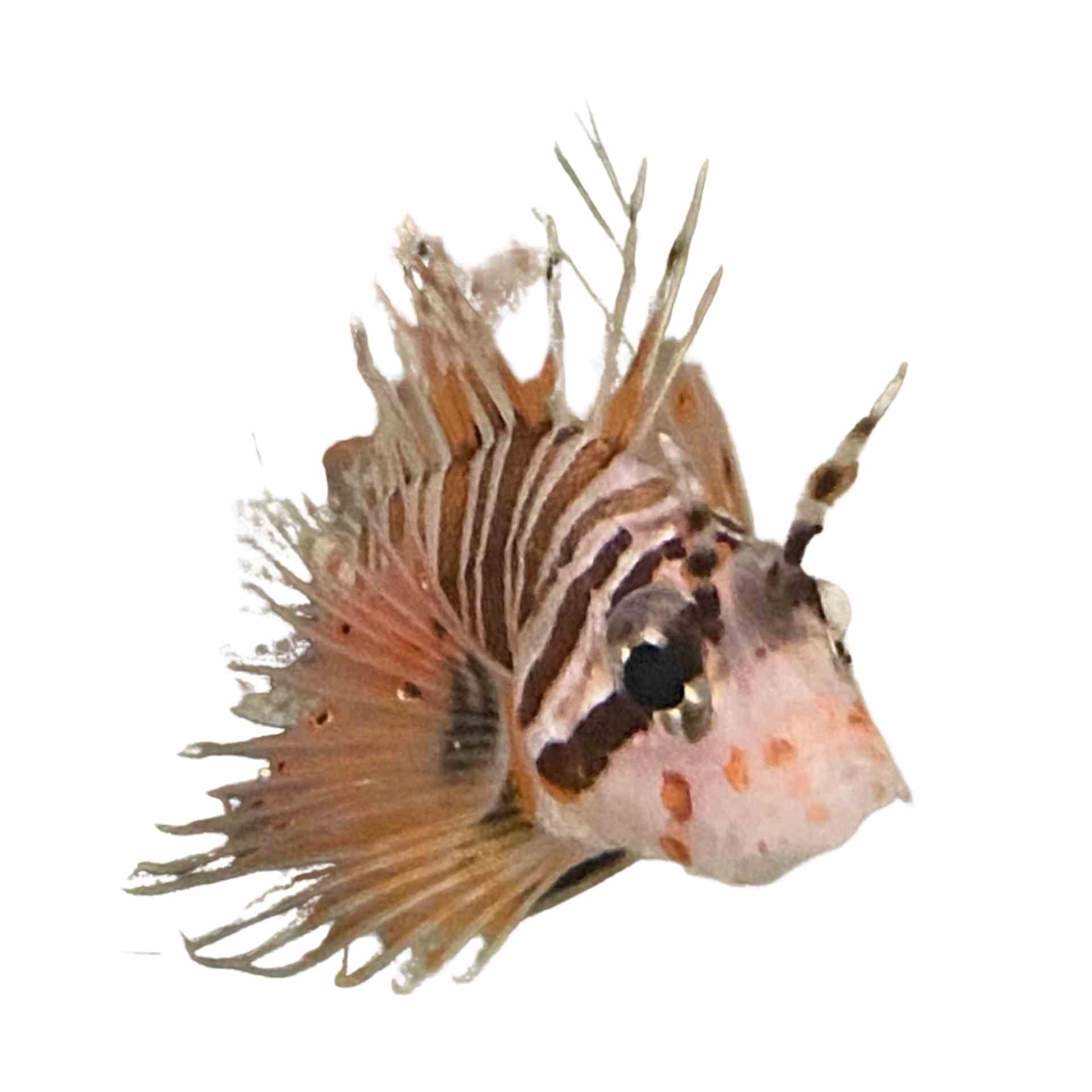 Lionfish - Devil Haz (MED)