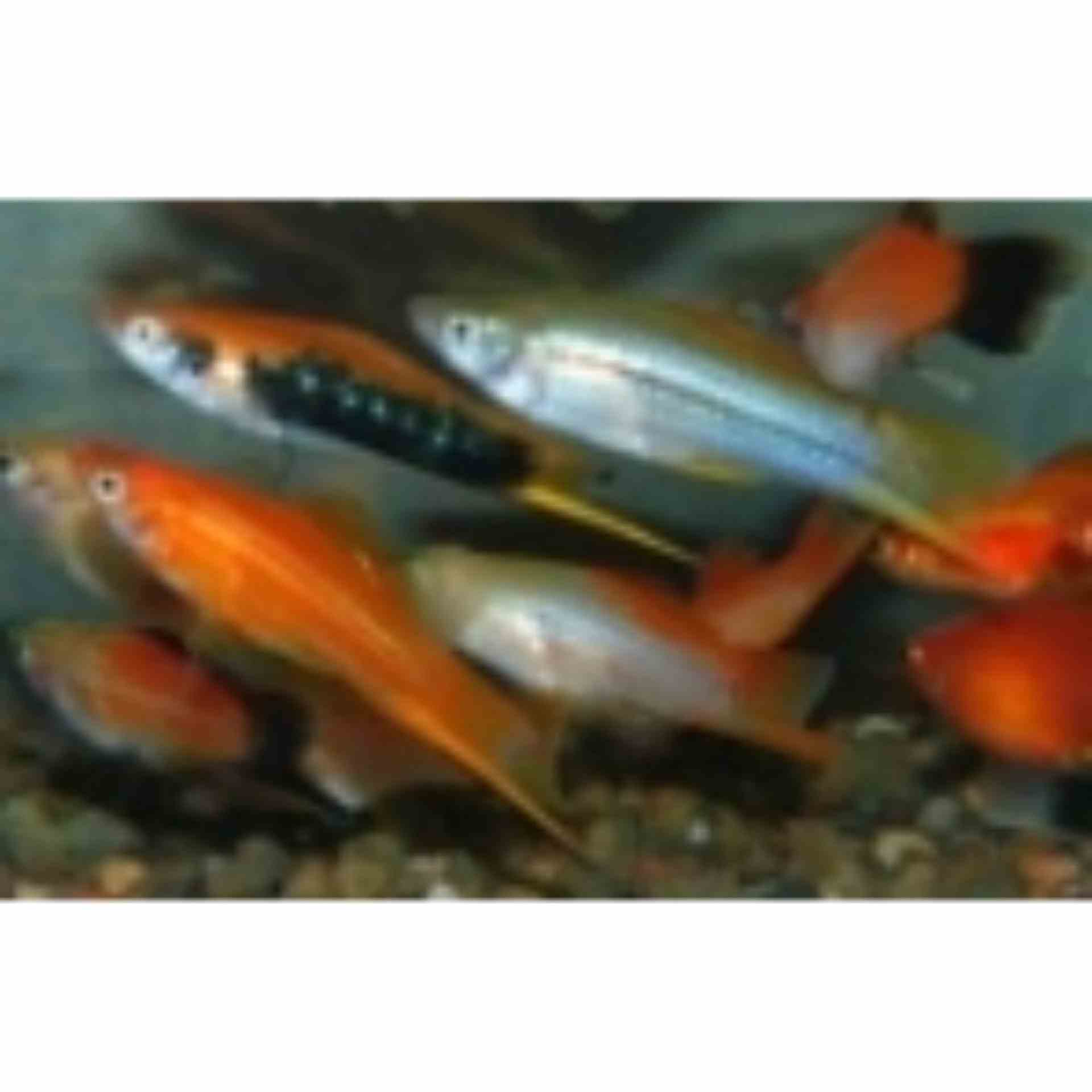 Assorted Swordtail (4cm)