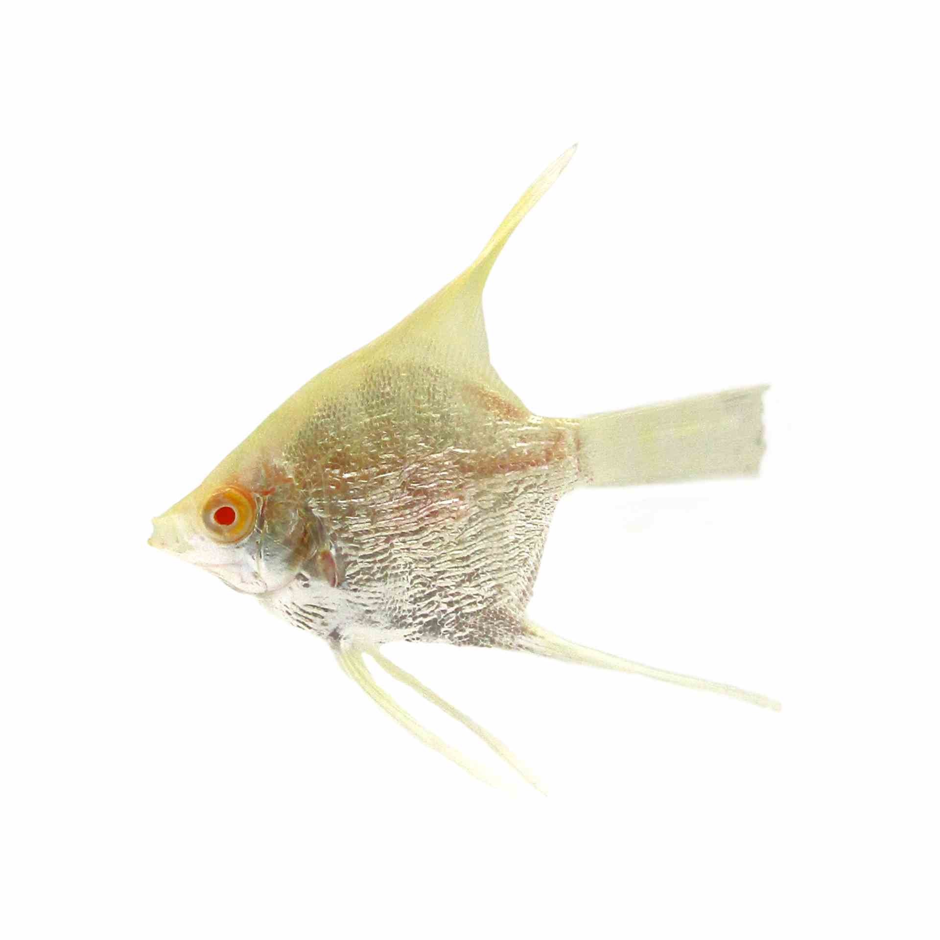 Platinum Angel (3.5cm)