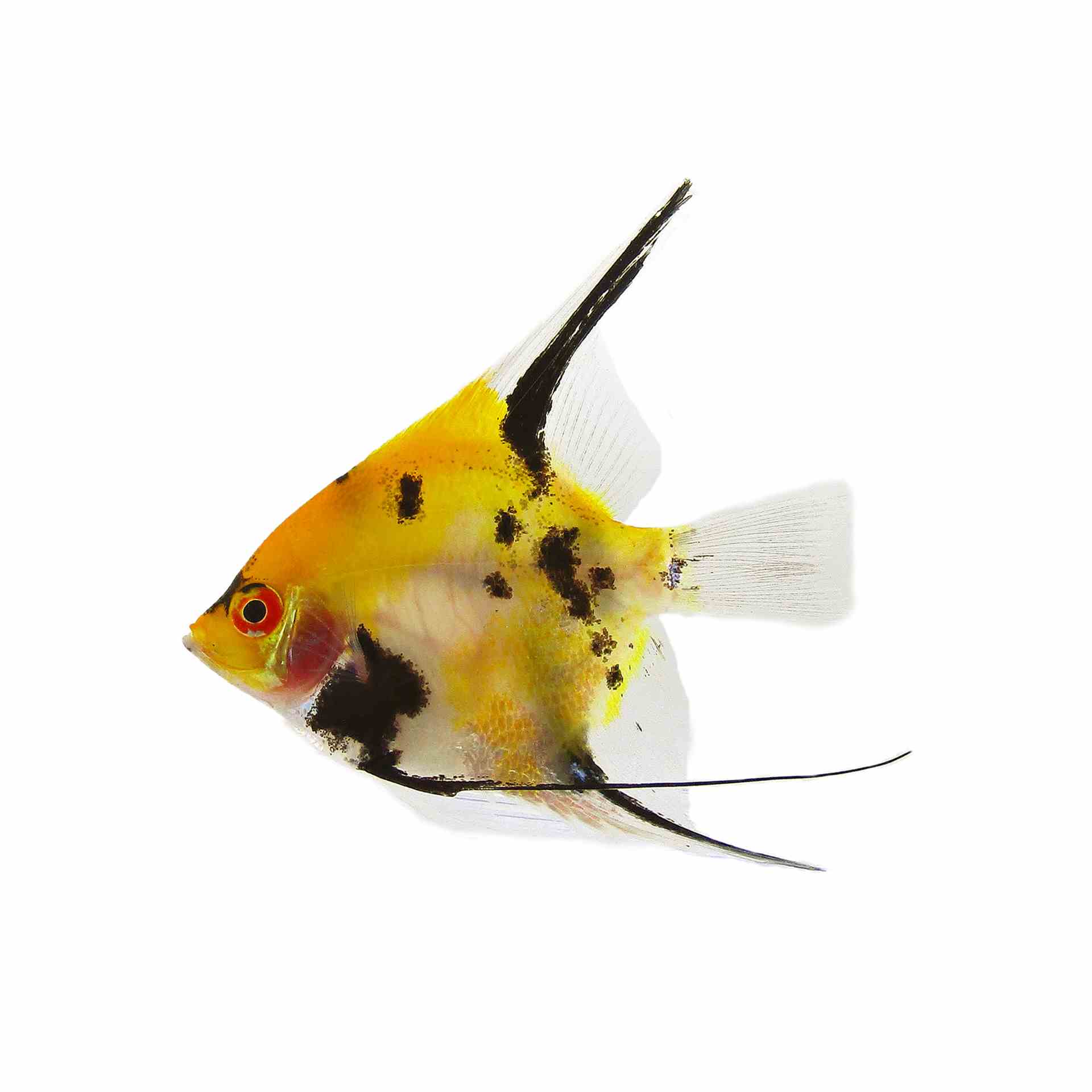 Tri-colour Angel (4.5cm)