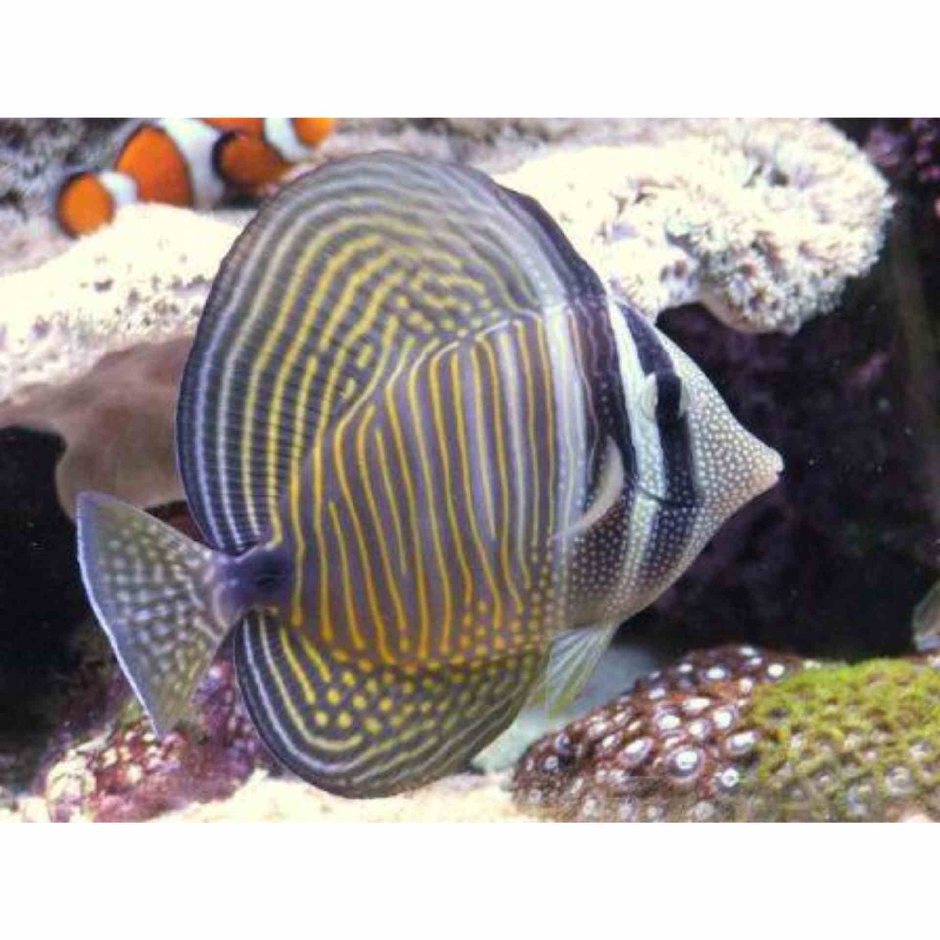 Tang - Indian Ocean Sailfin (LGE)