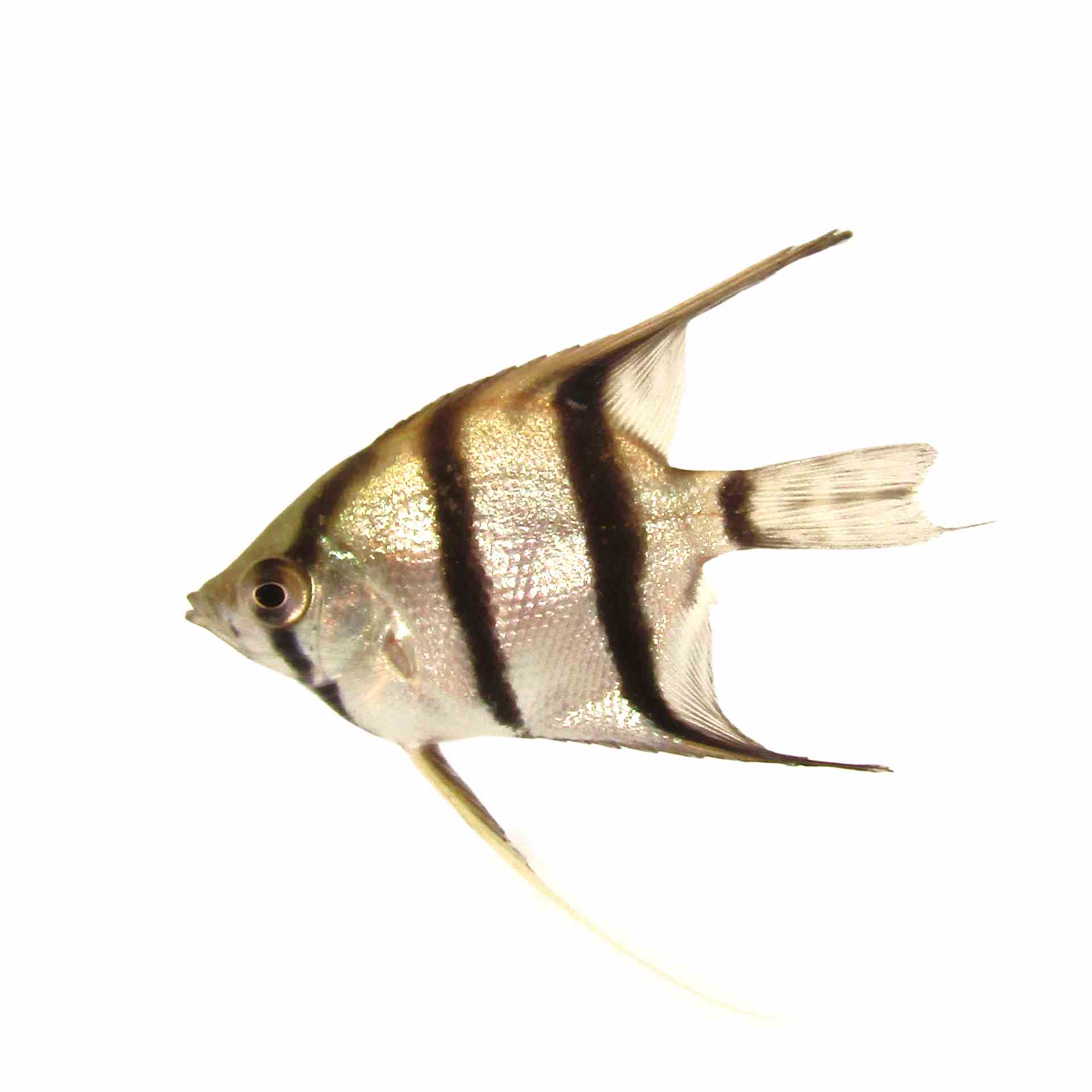 Peruensis Altum Angel (3.5cm)