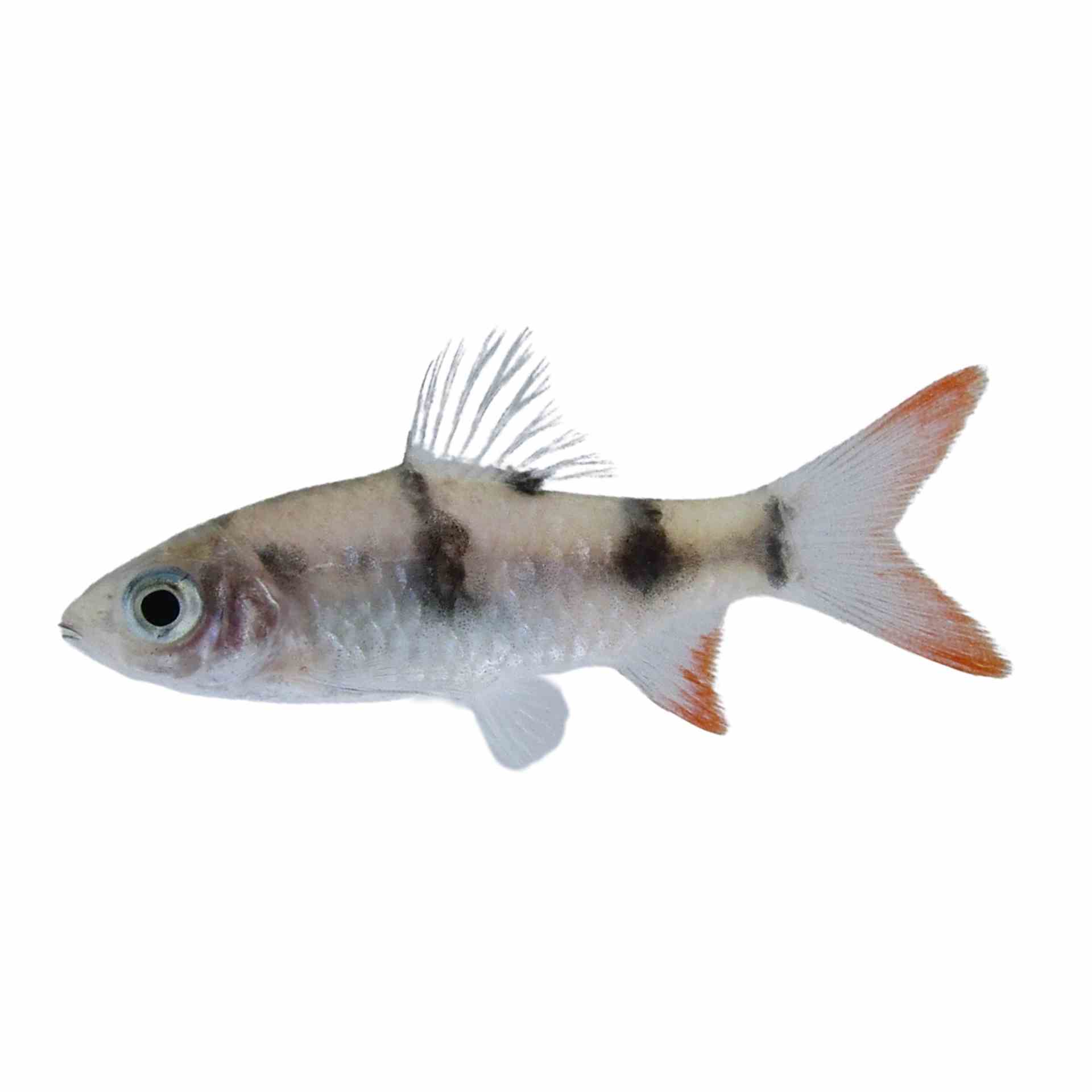 Arulius Barb (5cm)