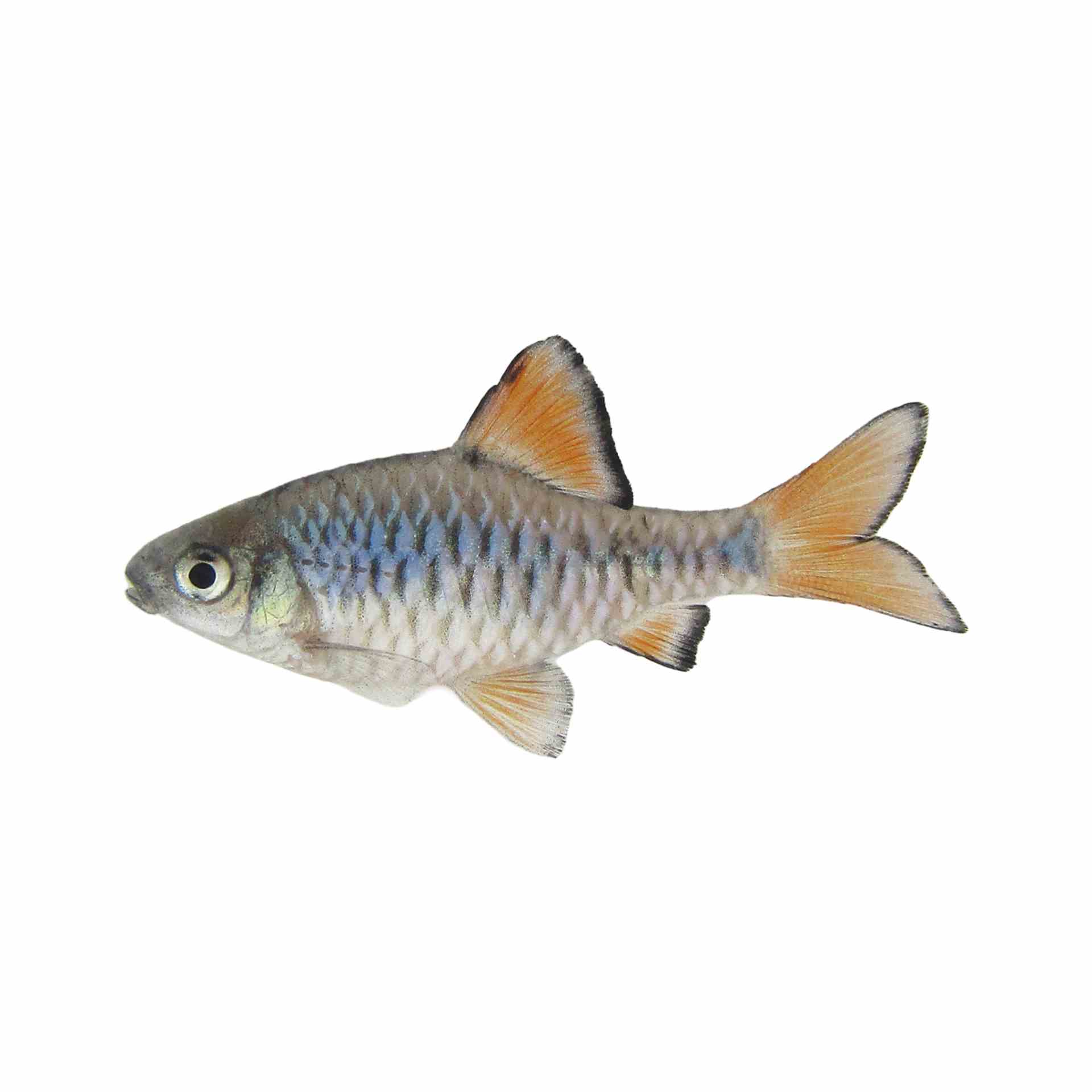 Checker Barb (3cm)