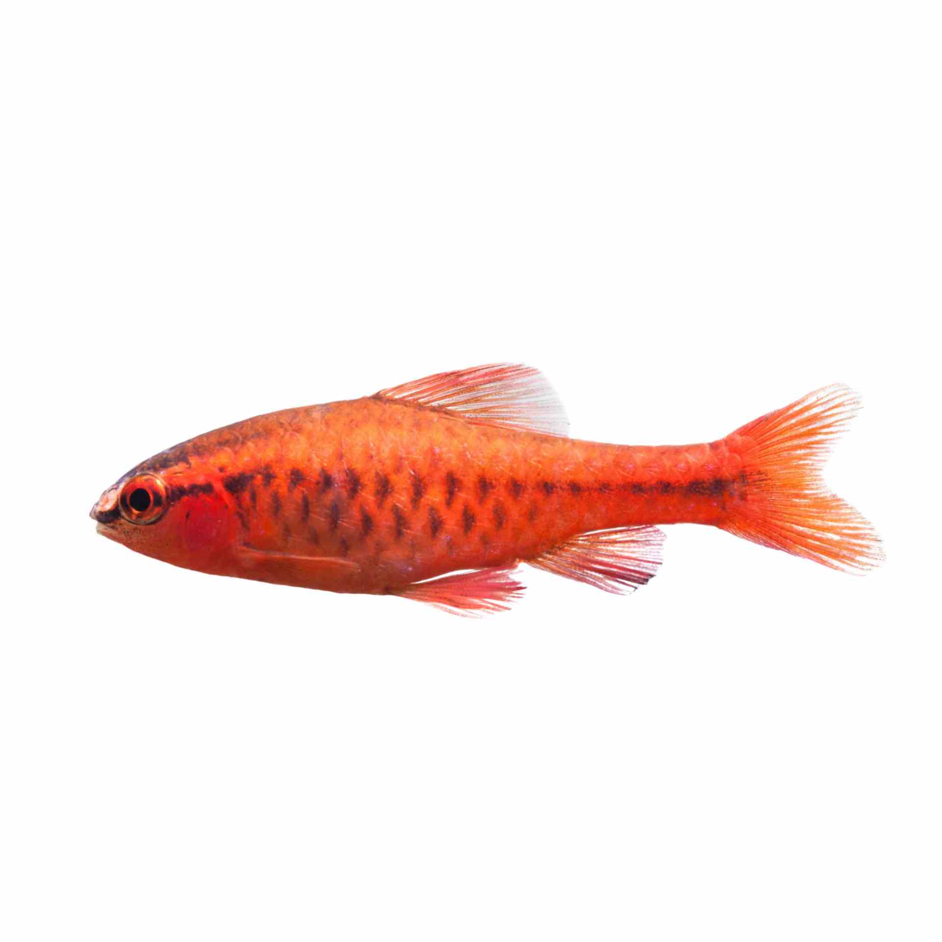 Cherry Barb (3cm)