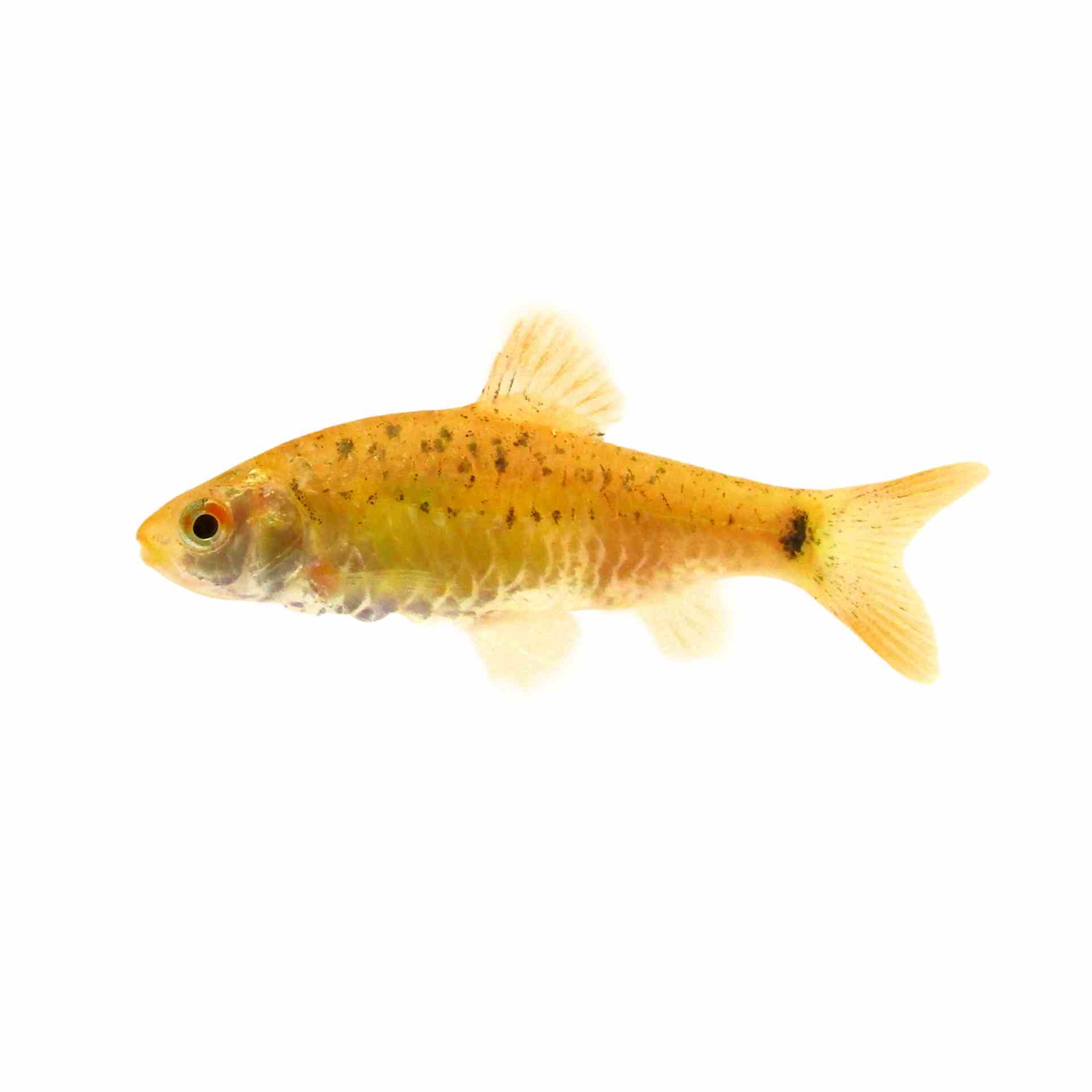 Golden Barb (3.5cm)
