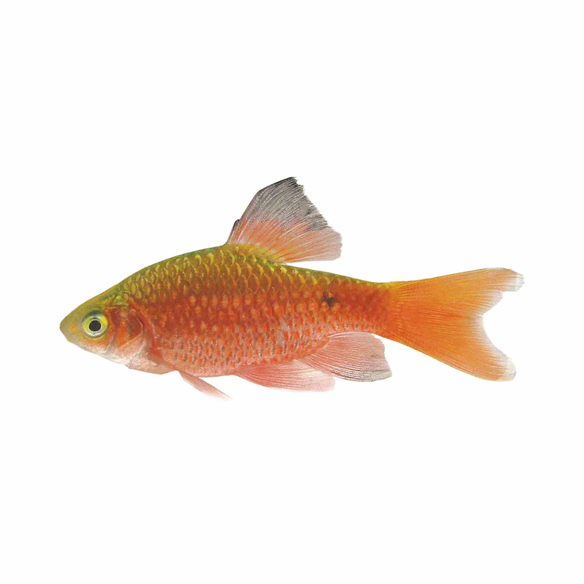 Long Fin Rosy Barb (4cm)