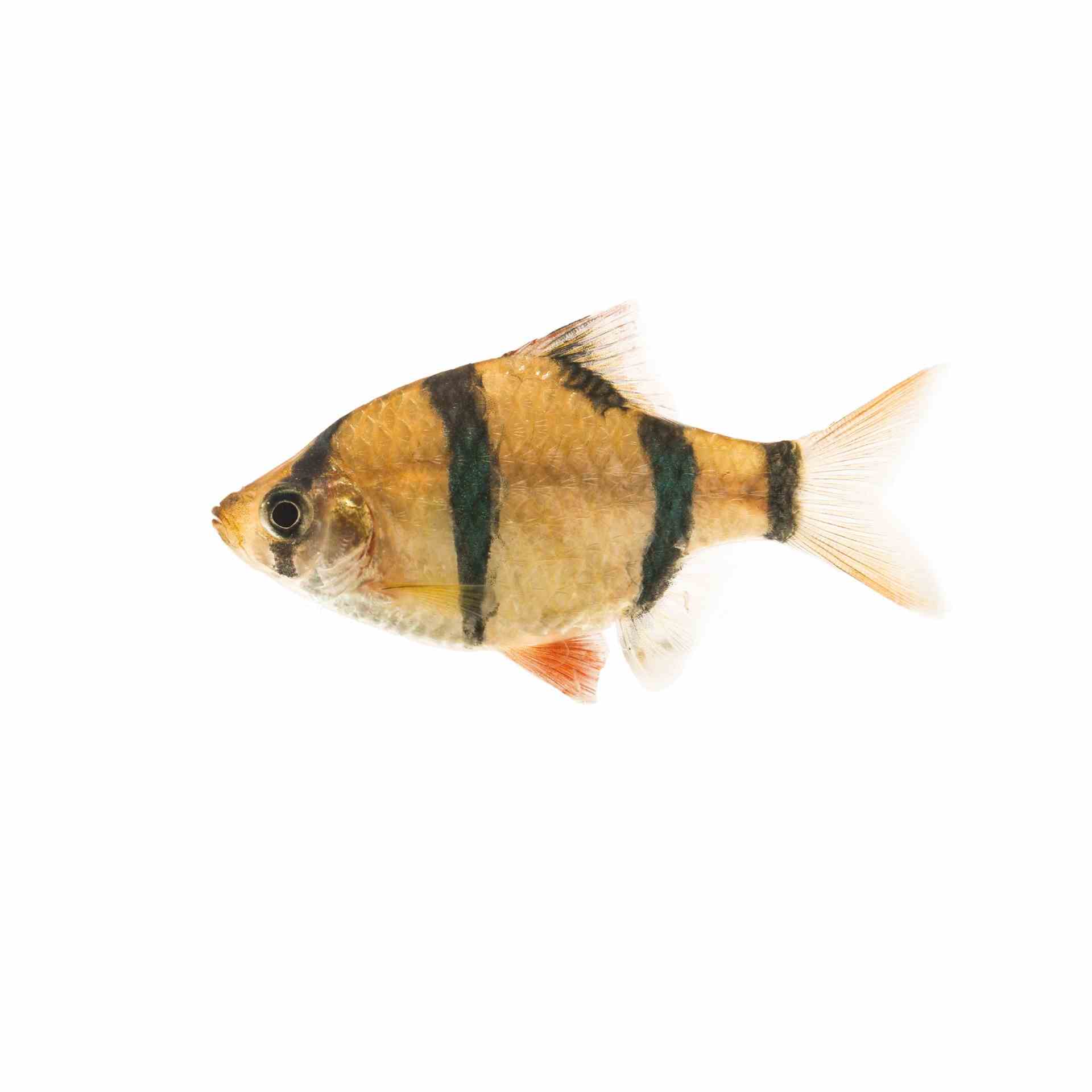 Tiger Barb (2cm)