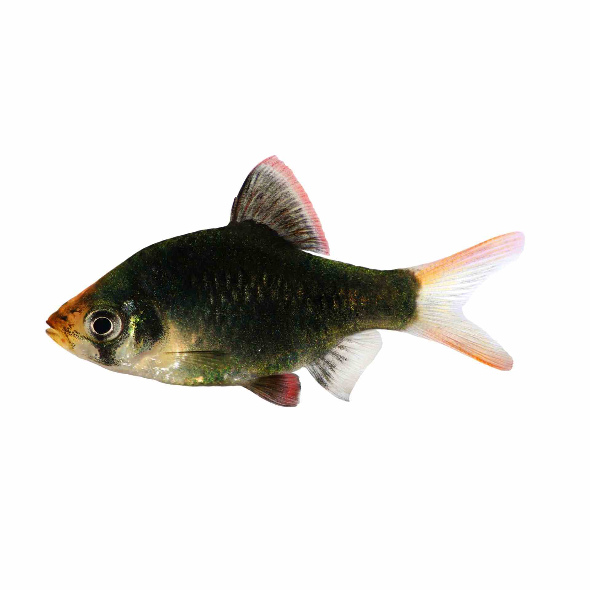 Moss Green Tiger Barb (2cm)