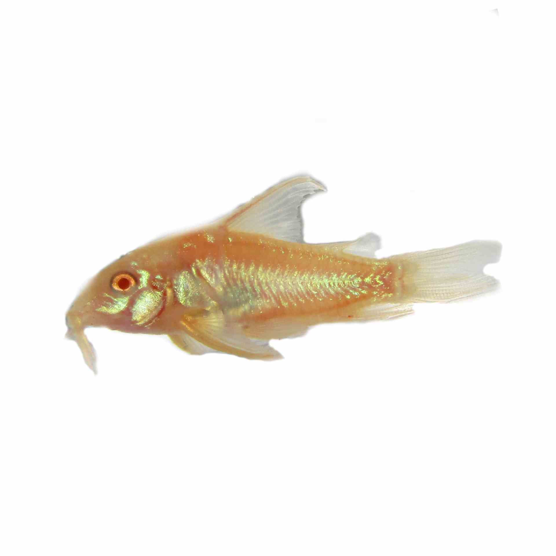 Albino Corydoras Long Finned (2.5cm)