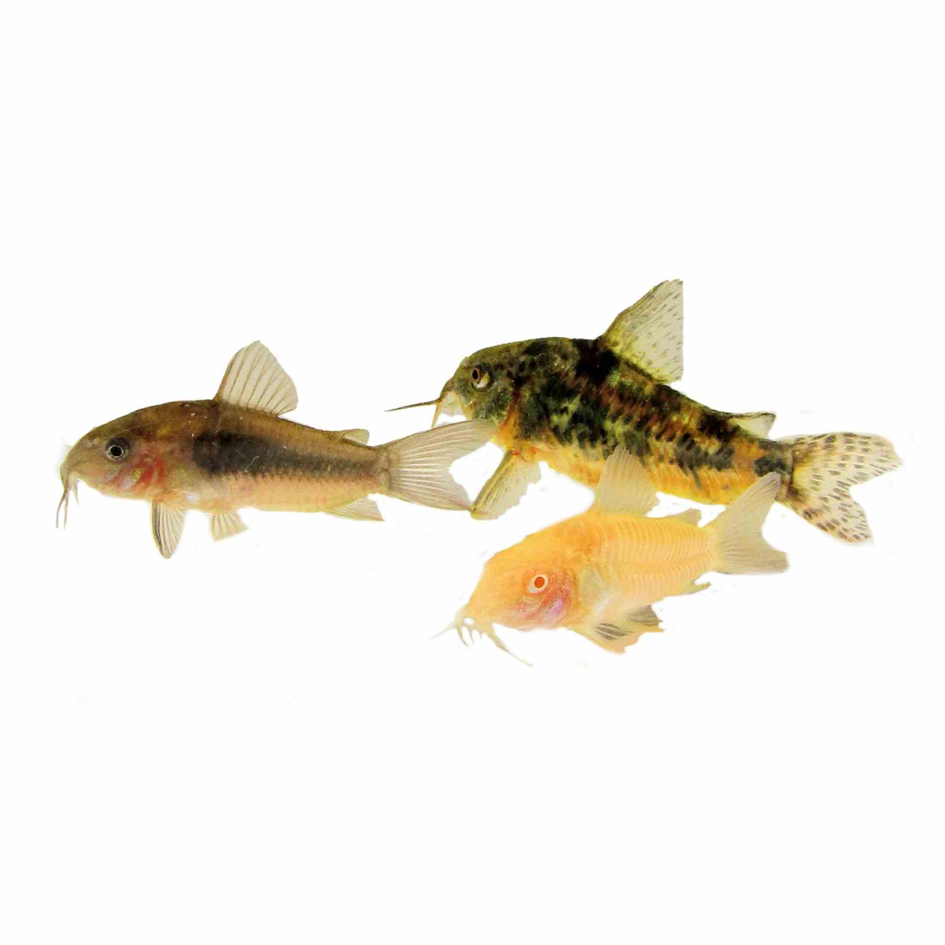 Assorted Corydoras (3.5cm)
