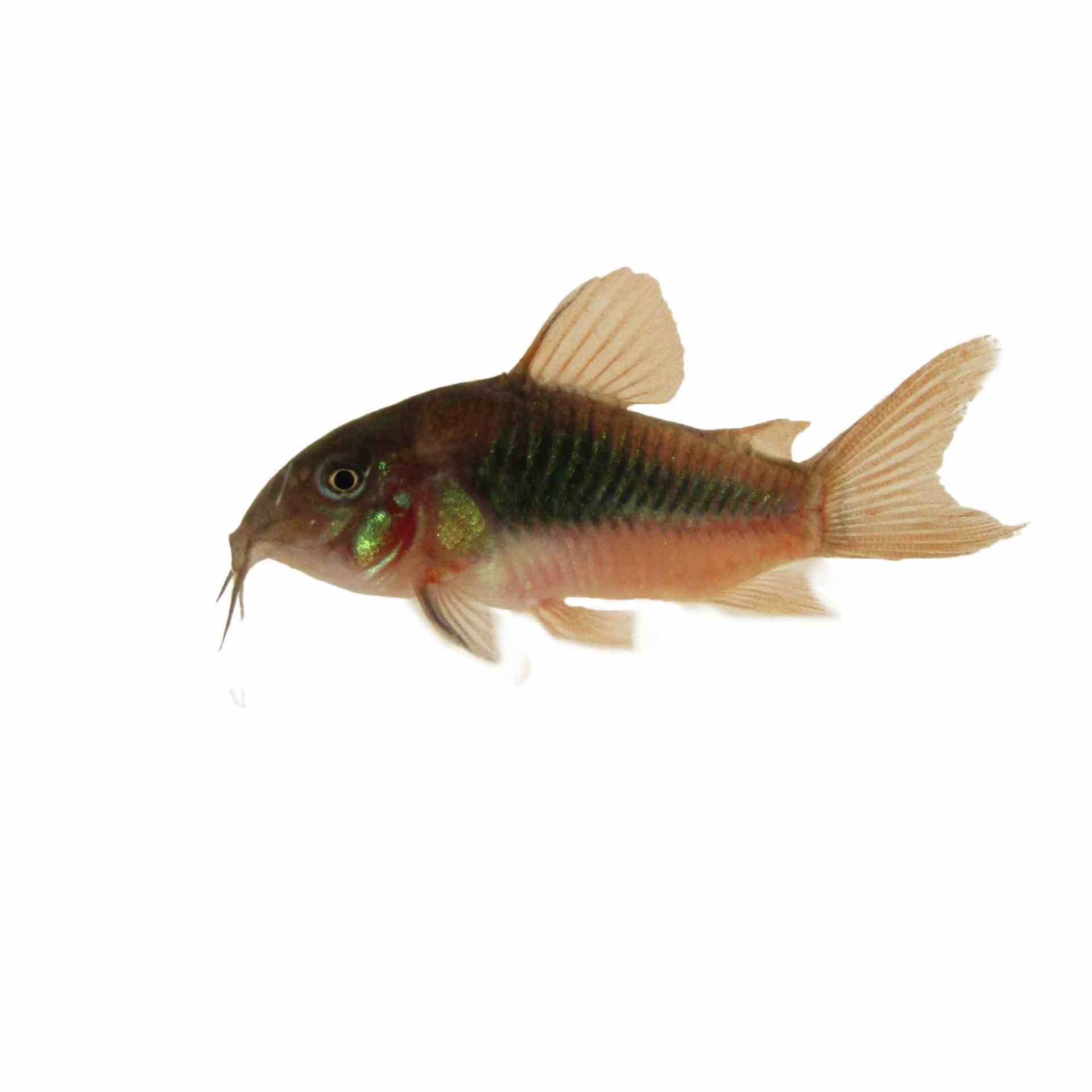 Bronze Cory (3.5cm)