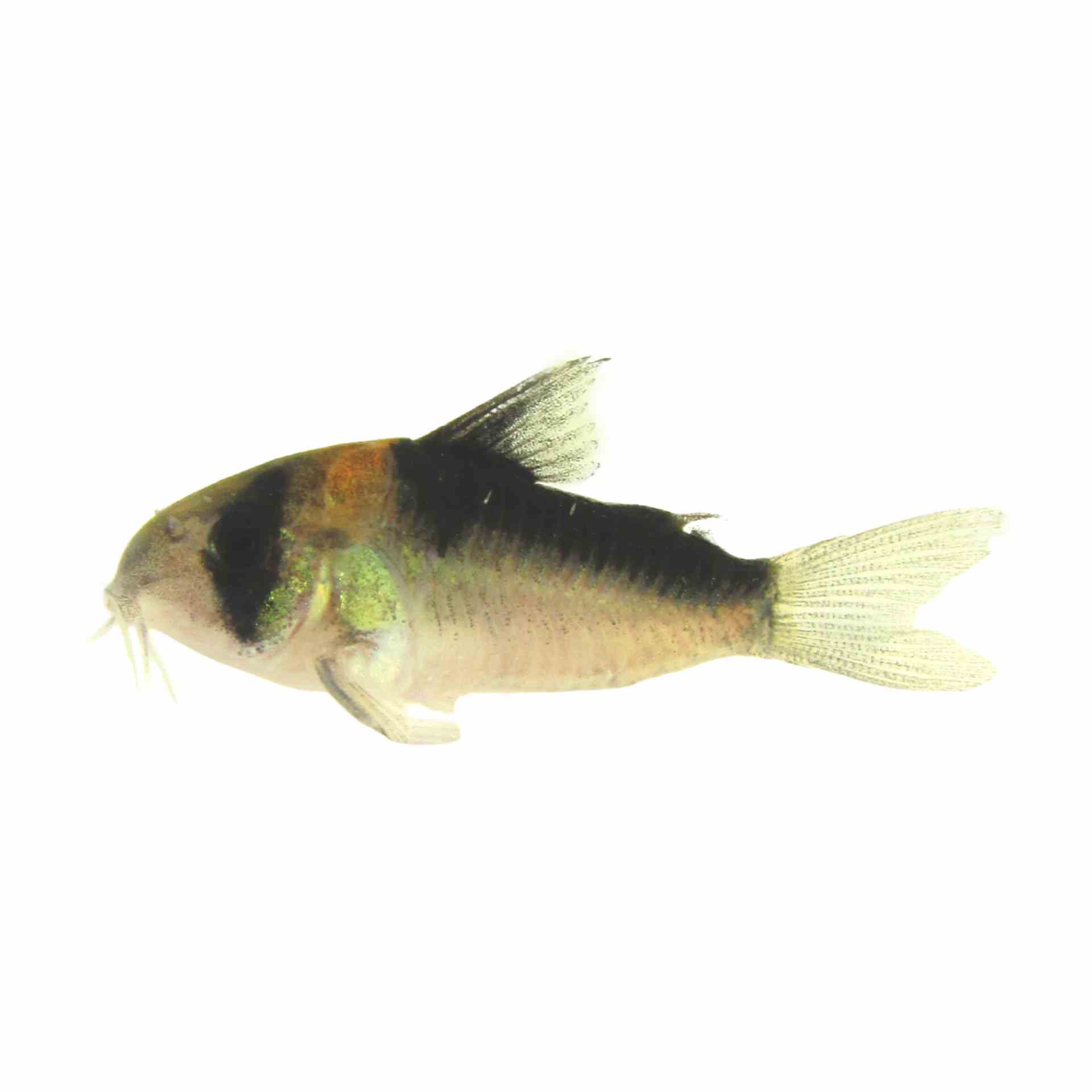 Corydoras Adolfoi (3cm)