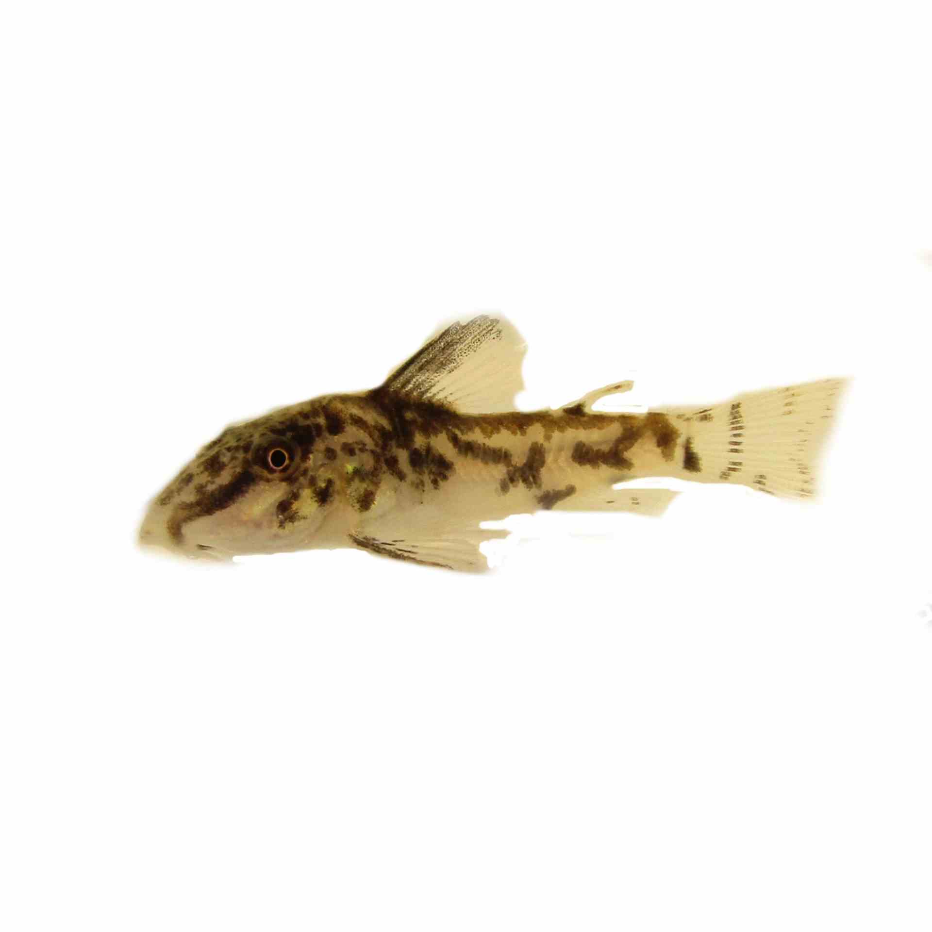Corydoras Barbatus (3cm)