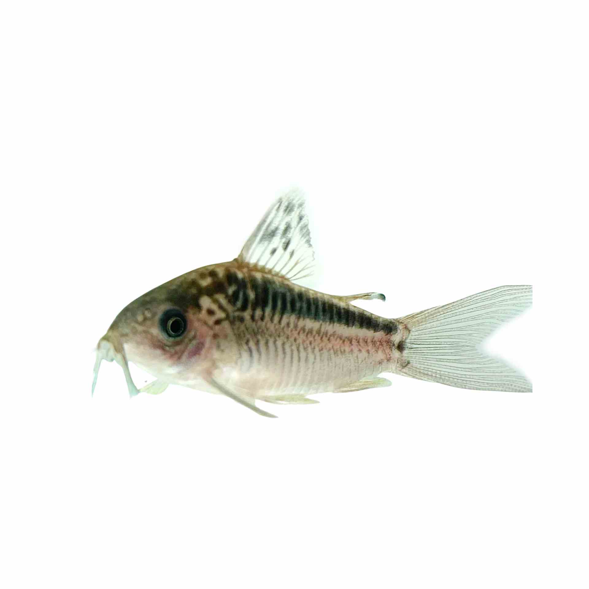 Corydoras Elegans - Wild (3.5cm)