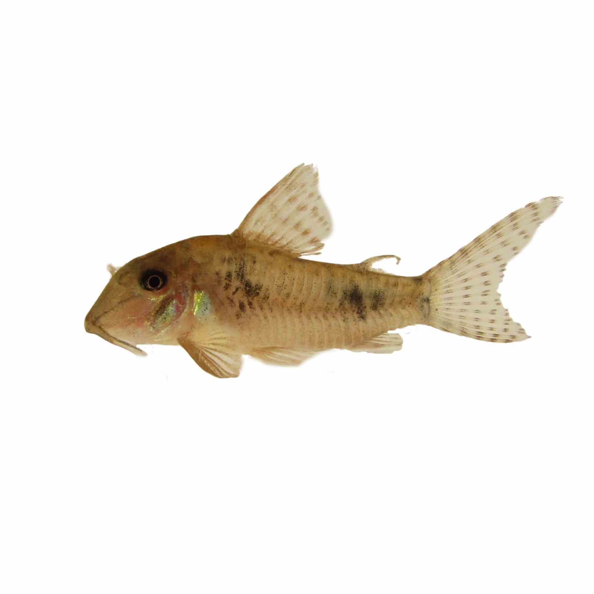 Corydoras Ellisae (3cm)