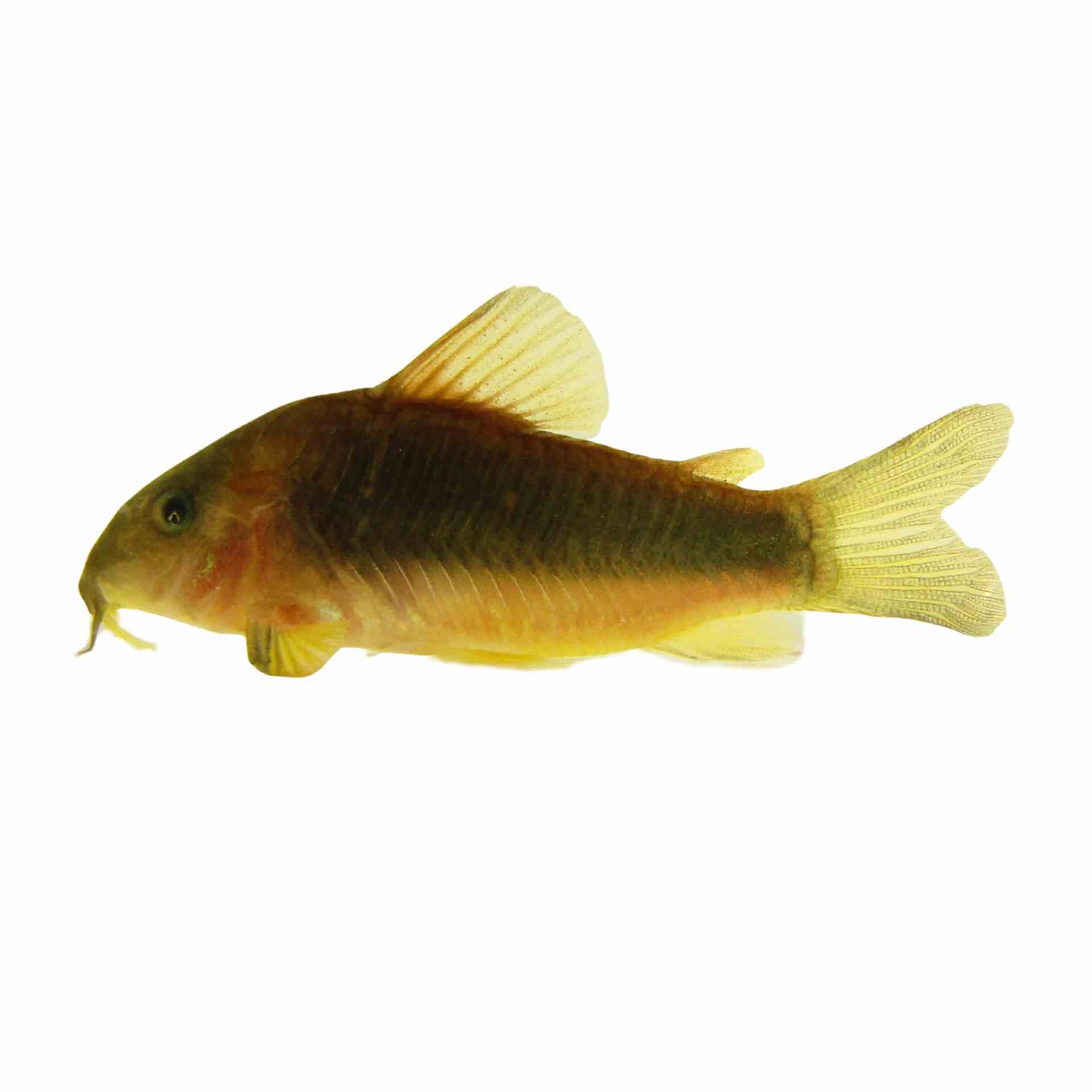 Corydoras Melanotaenia - Wild (3.5cm)