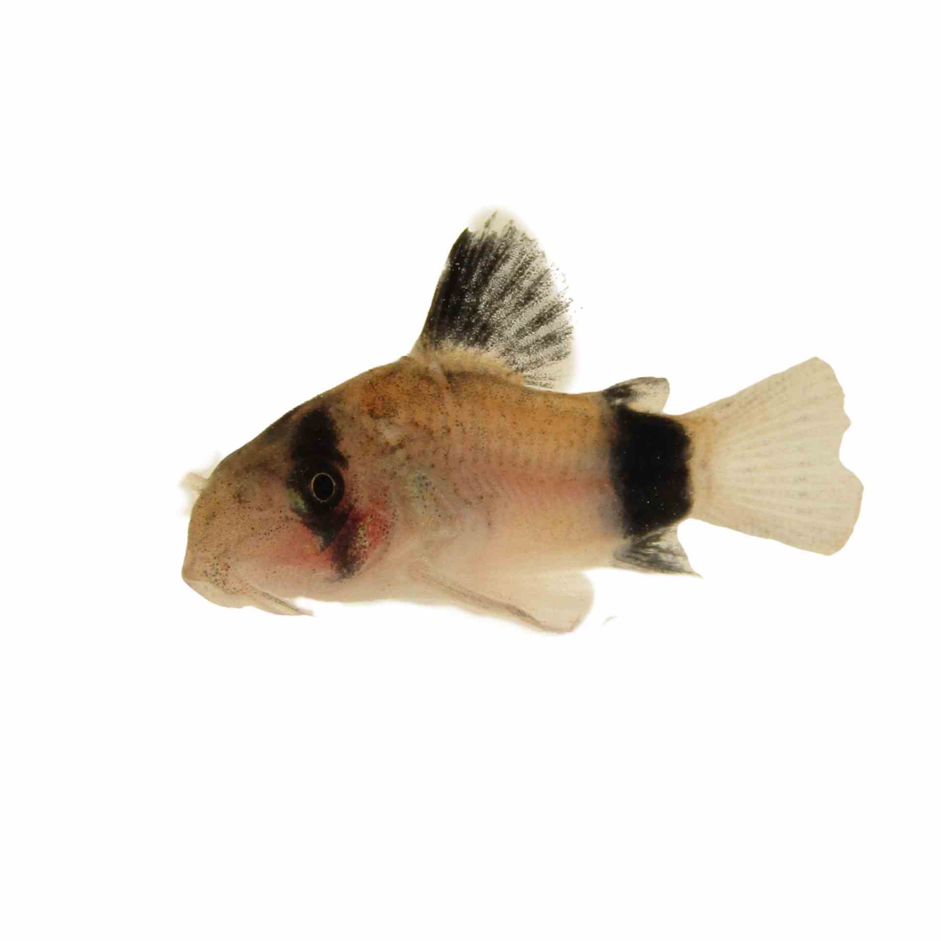 Corydoras Metae - Bandit Cory (2.5cm)