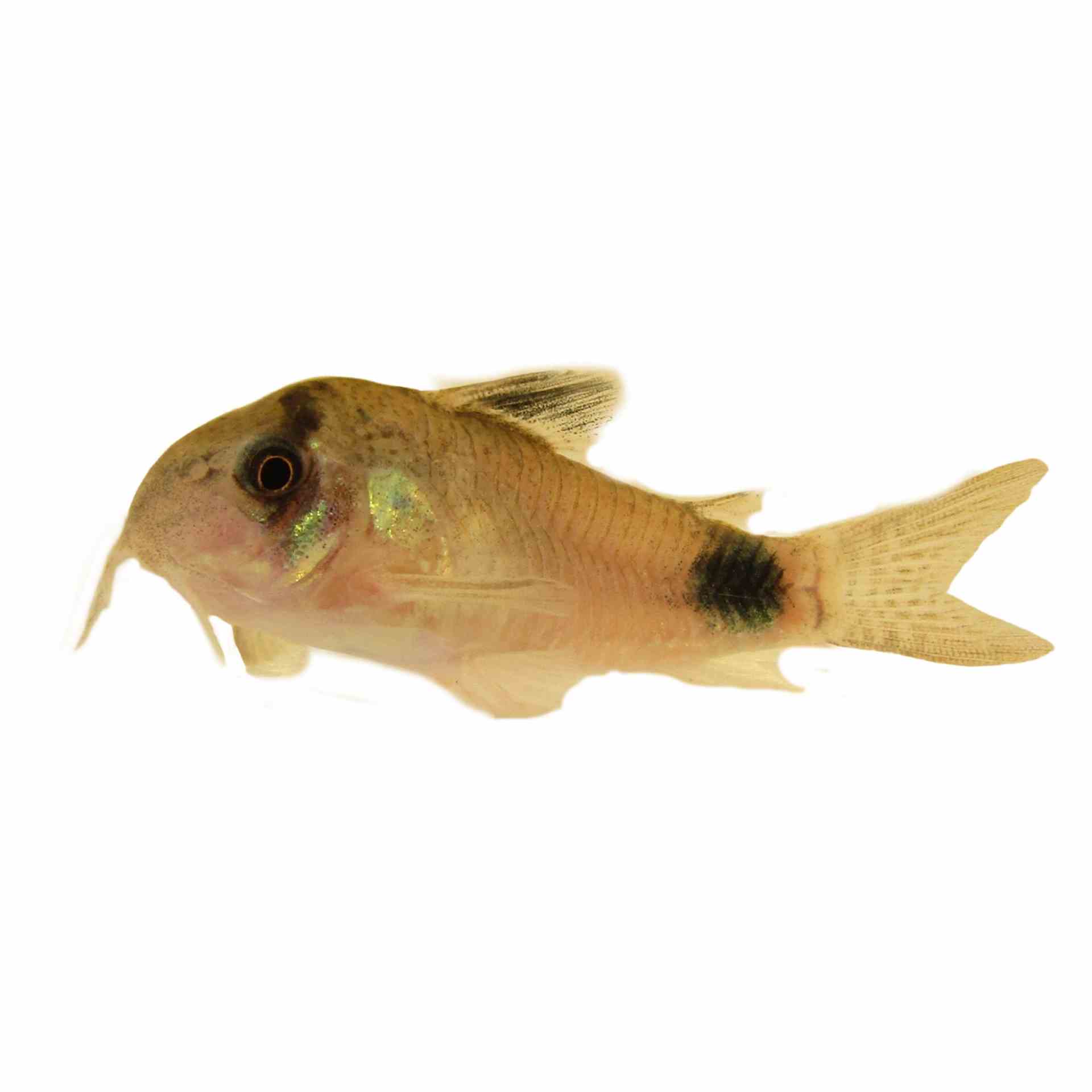 Corydoras Panda (3cm)