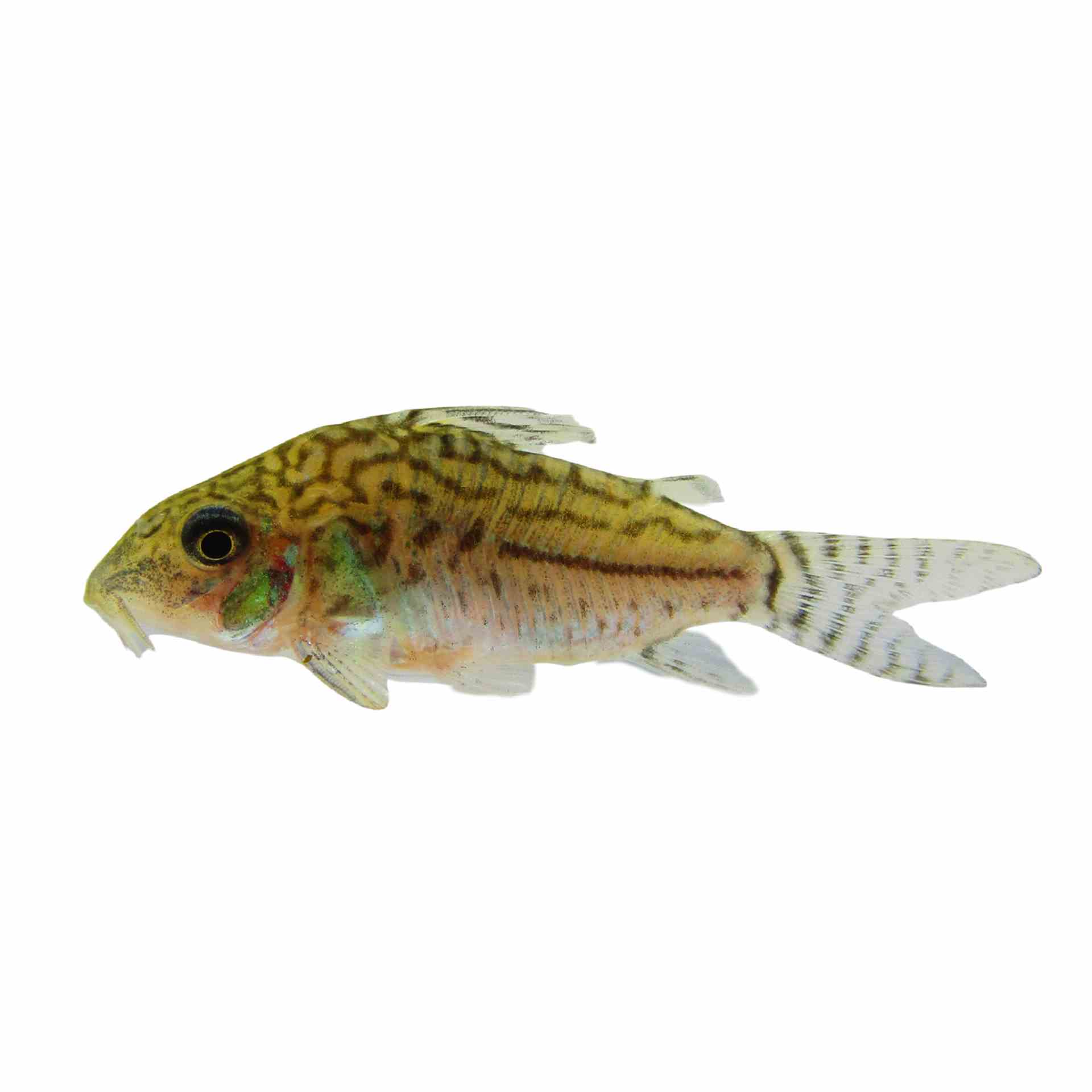 Corydoras Sodalis Wild (3.5cm)