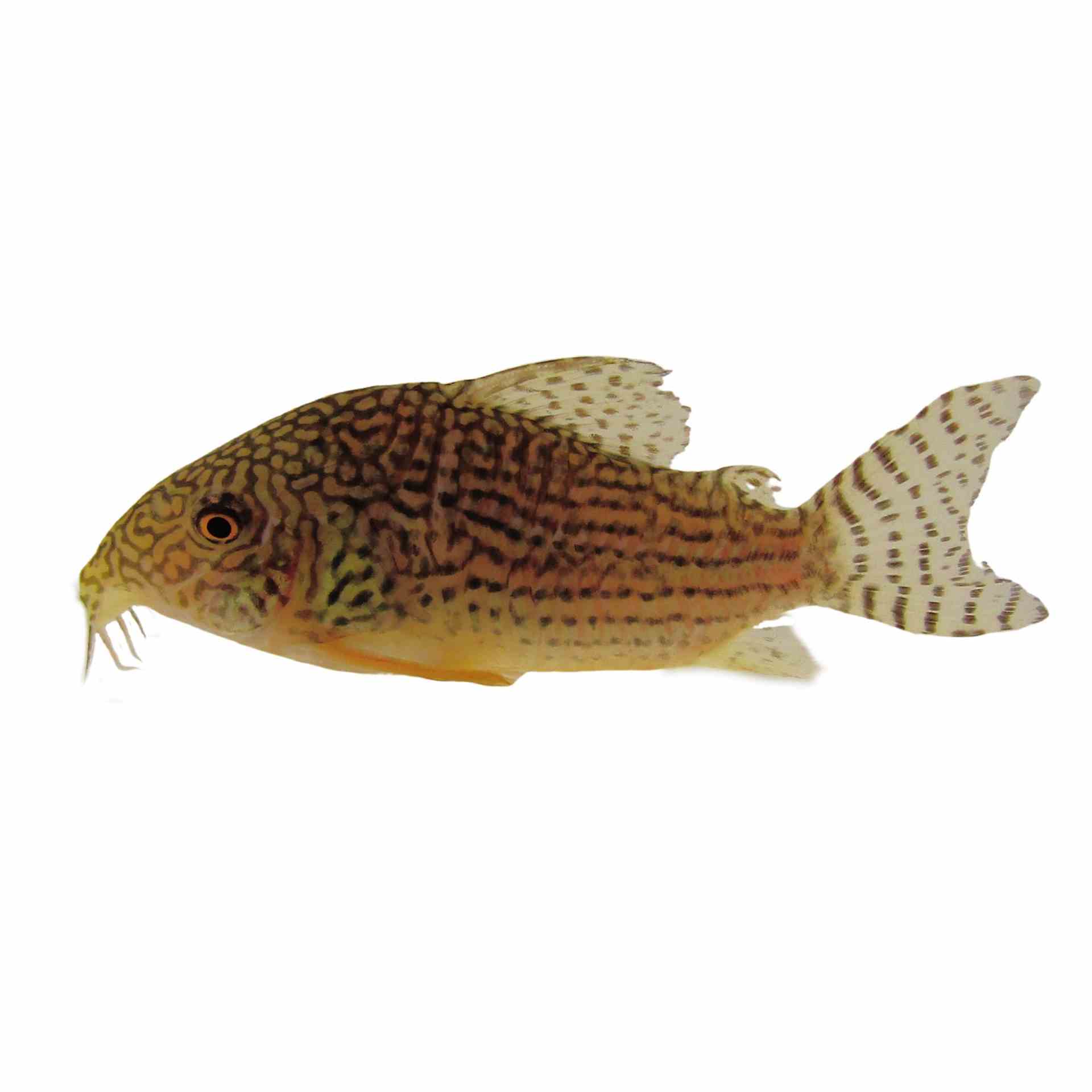 Corydoras Sterbai (3.5cm)